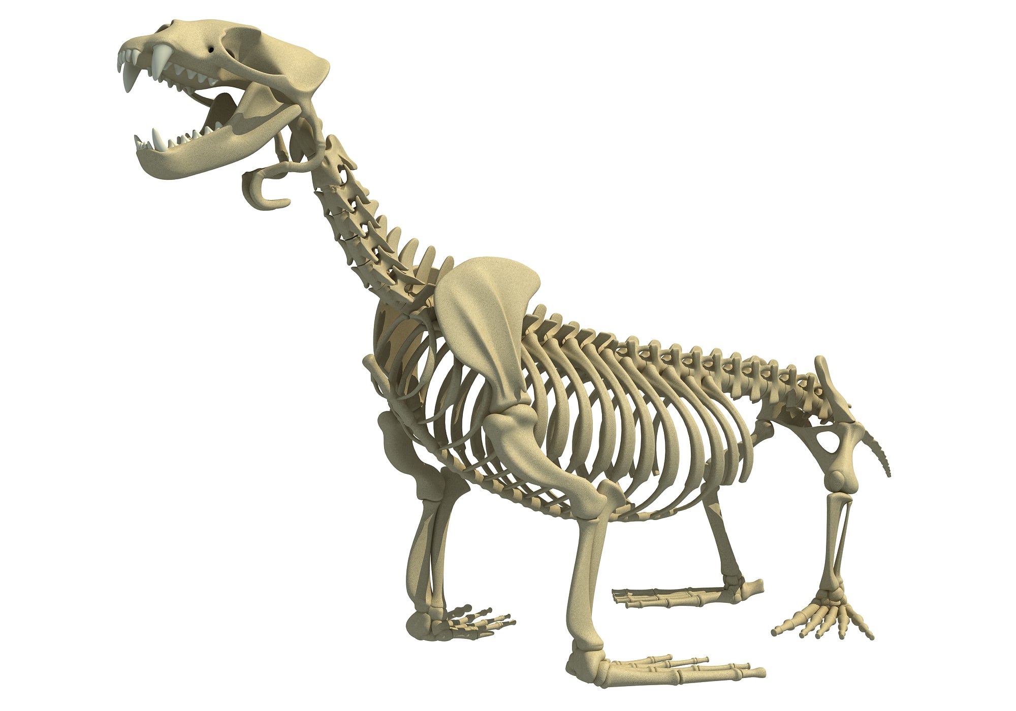 Sea Lion Skeleton