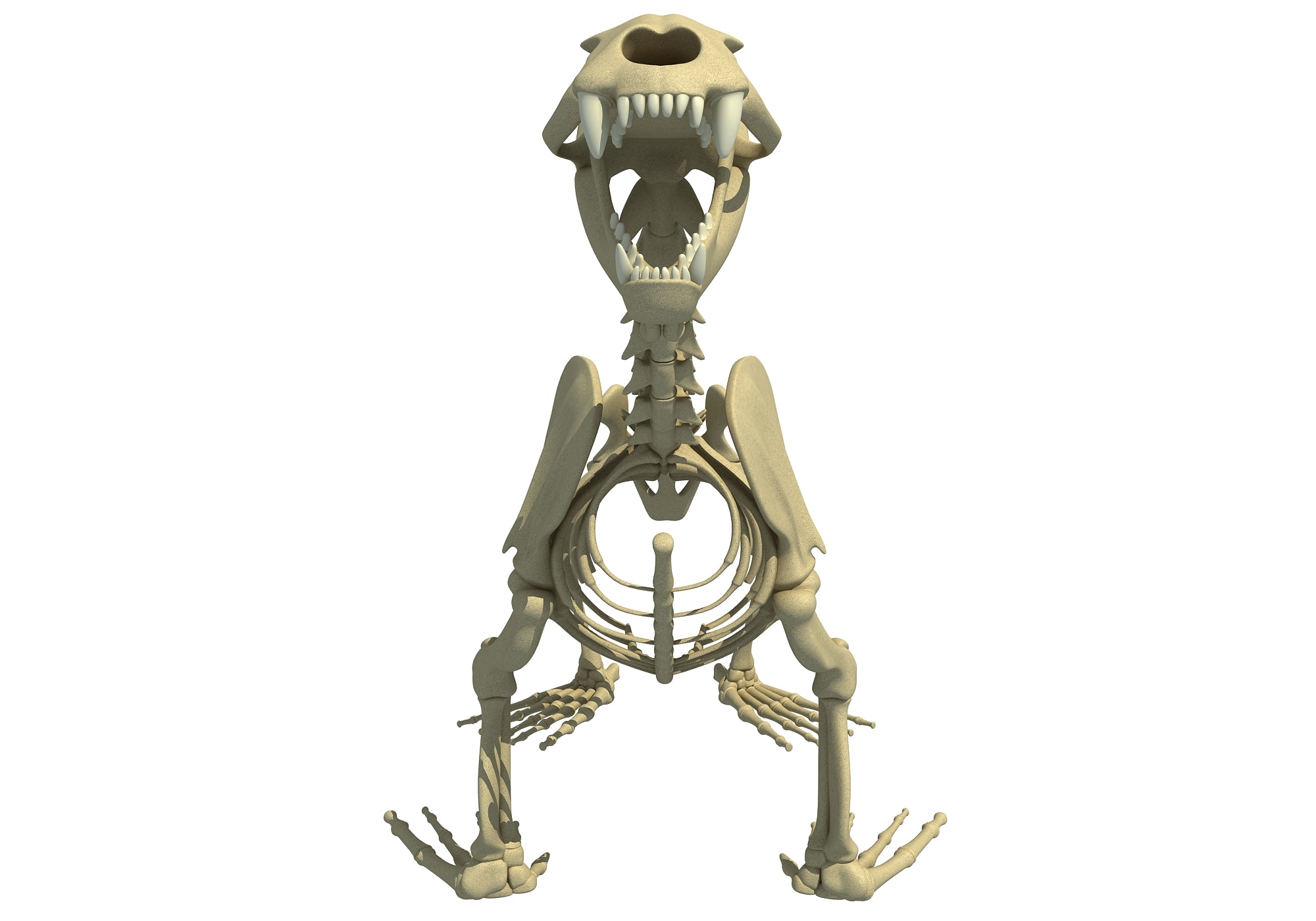 Sea Lion Skeleton