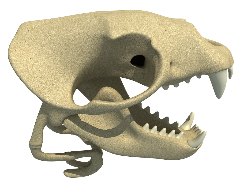 Sea Lion Skull