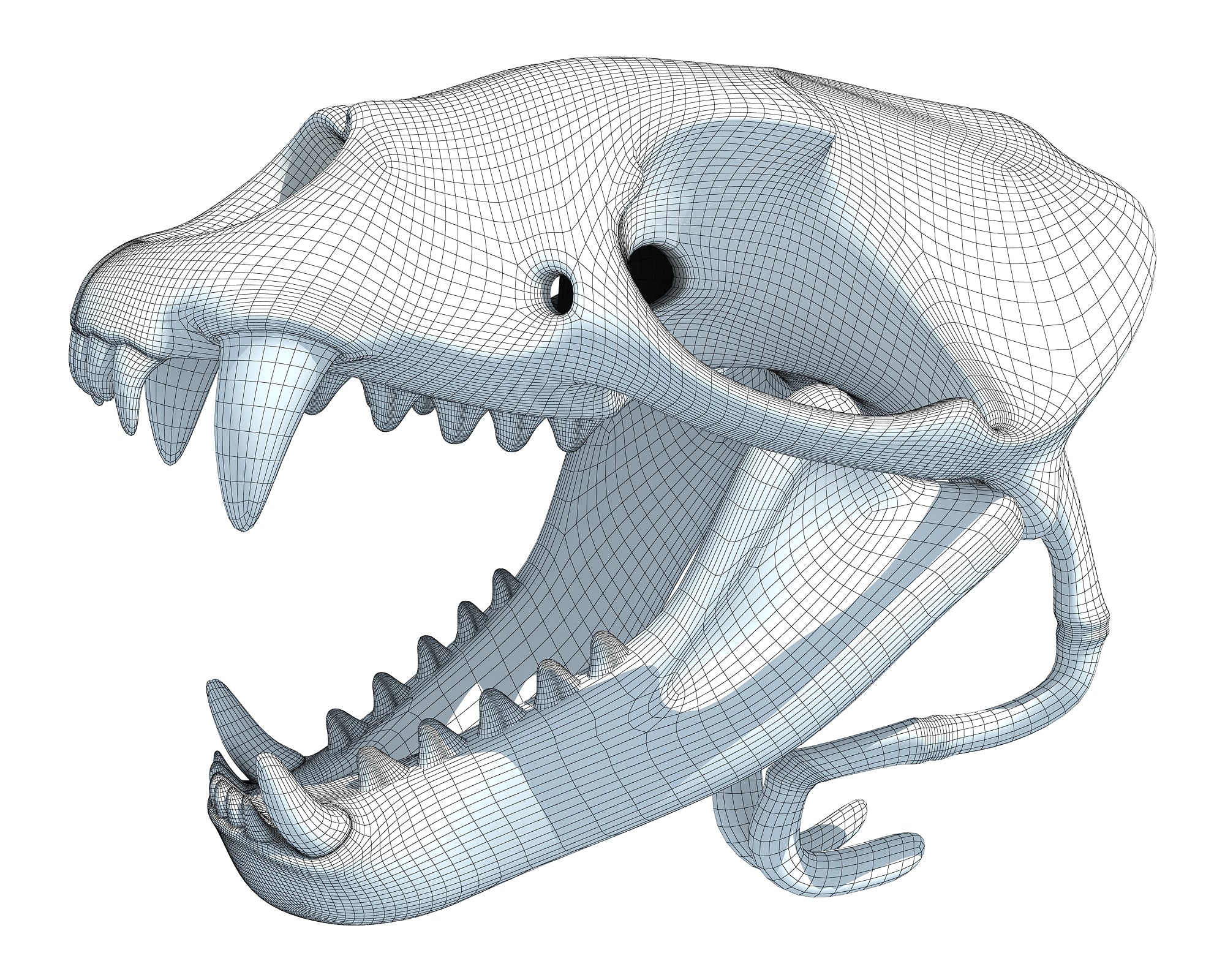 Sea Lion Skull