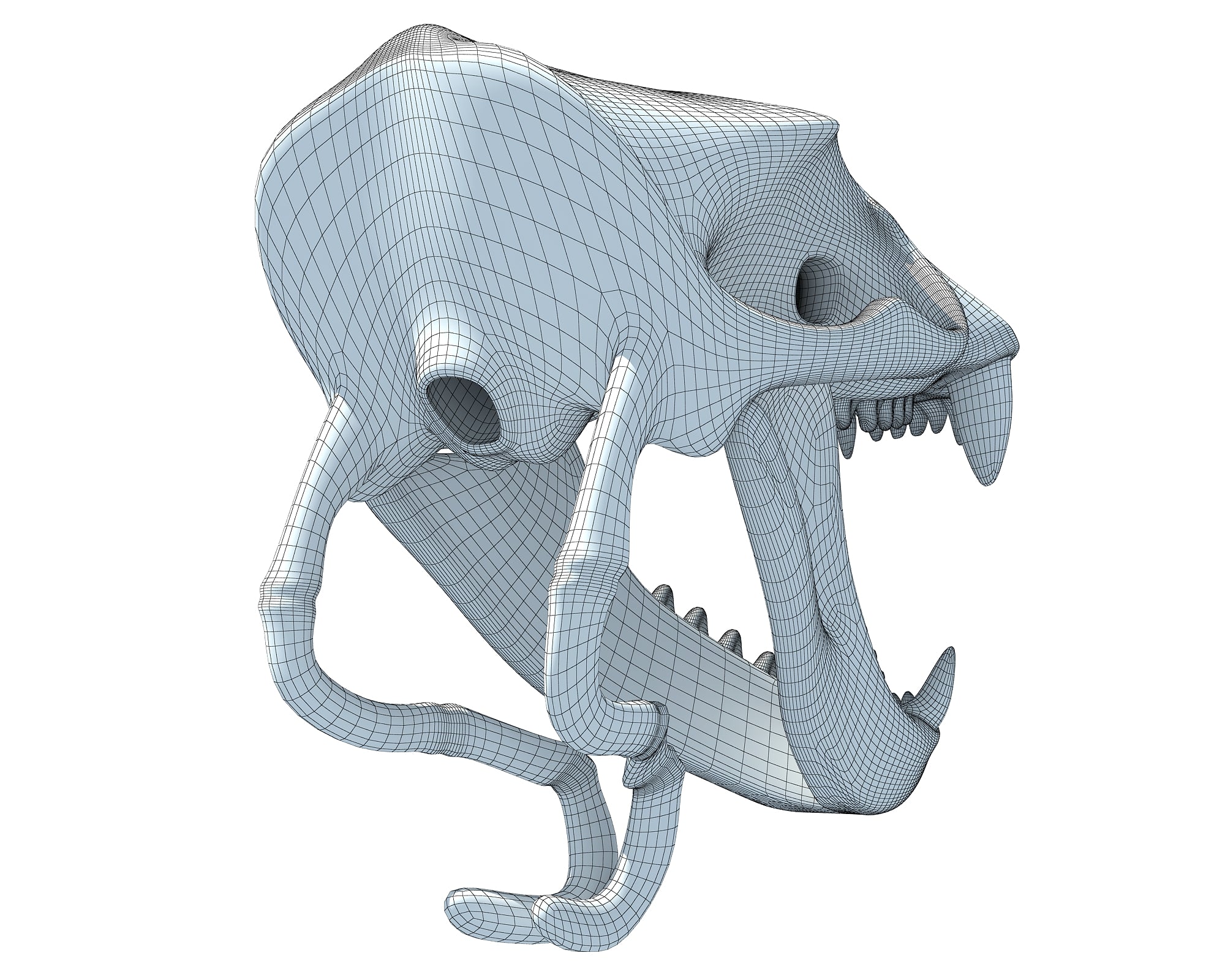 Sea Lion Skull
