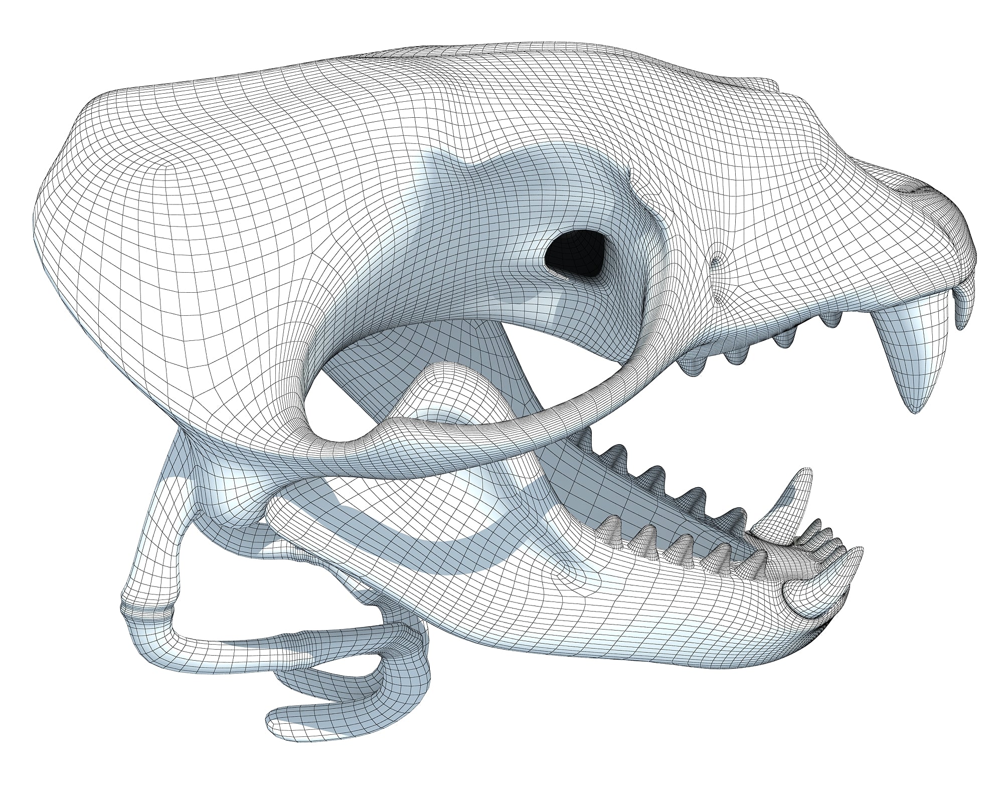 Sea Lion Skull