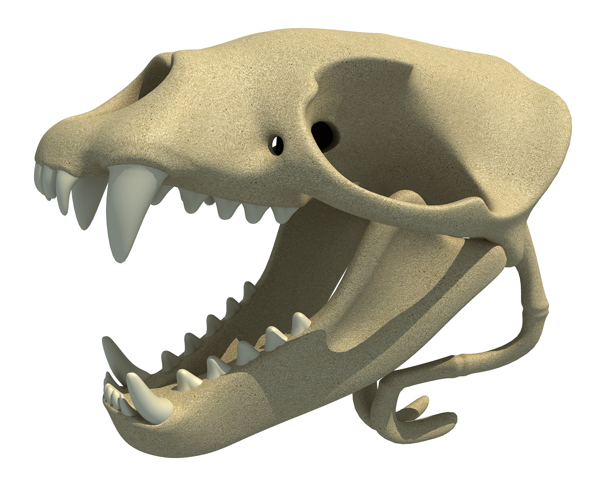 Sea Lion Skull