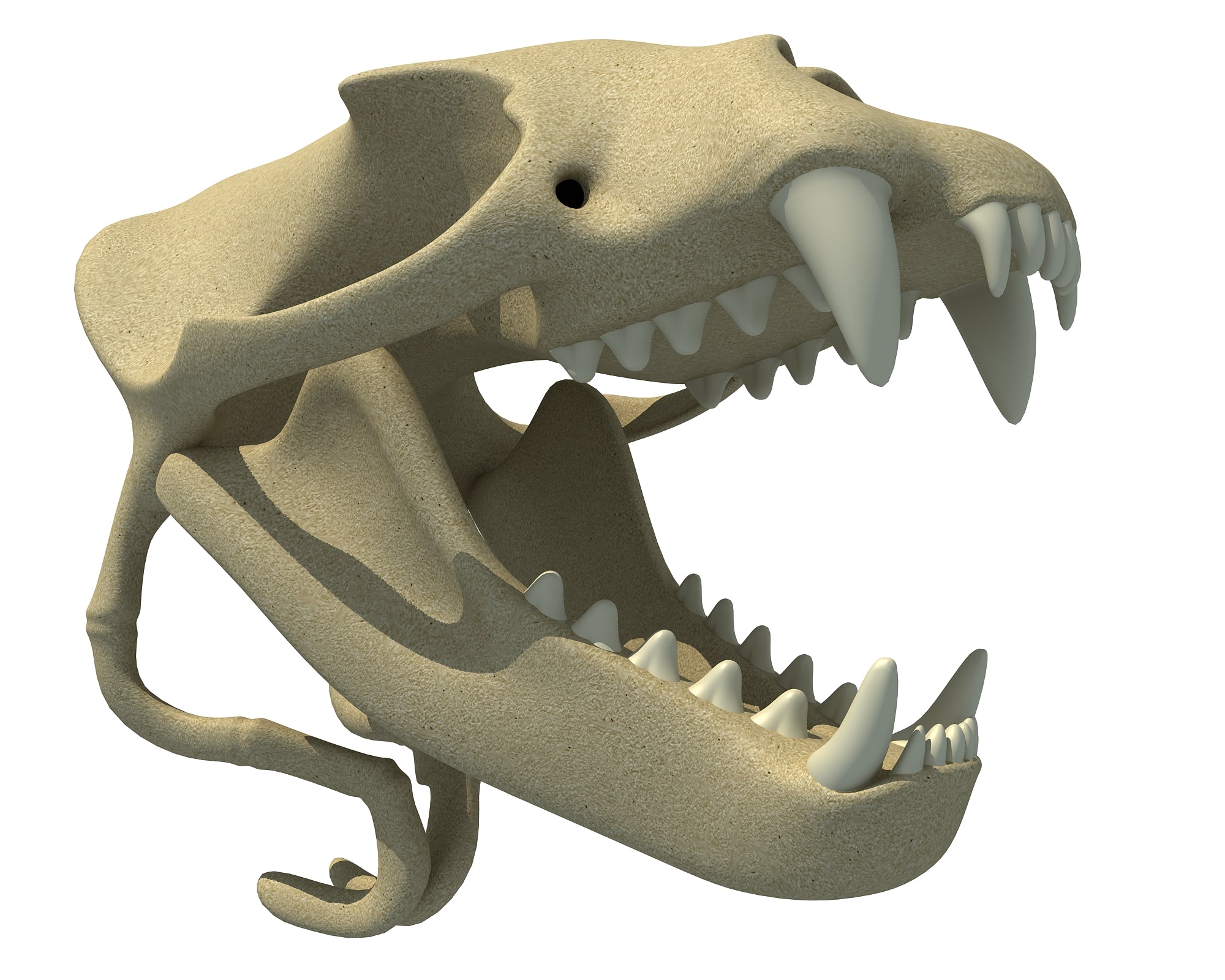 Sea Lion Skull