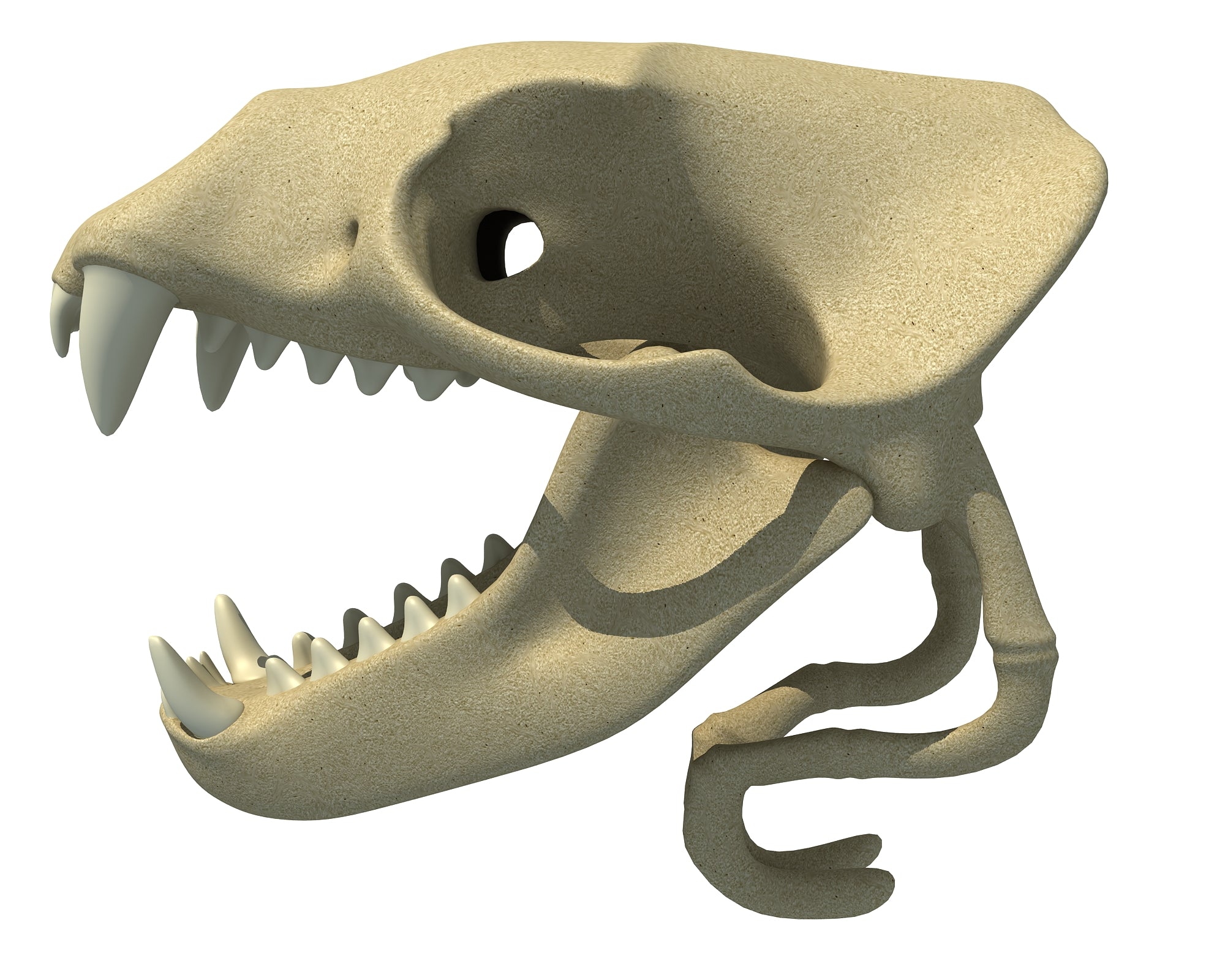 Sea Lion Skull