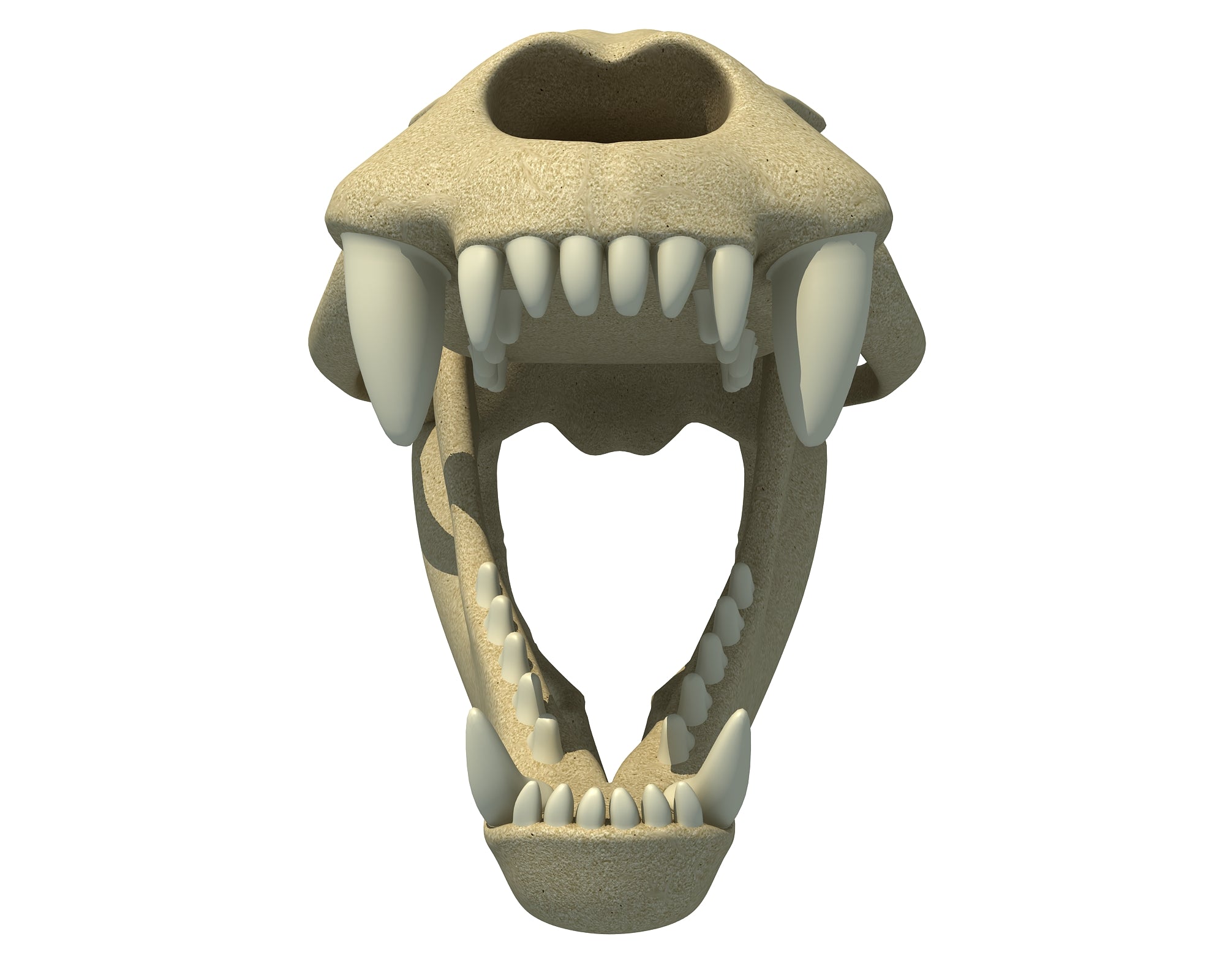 Sea Lion Skull