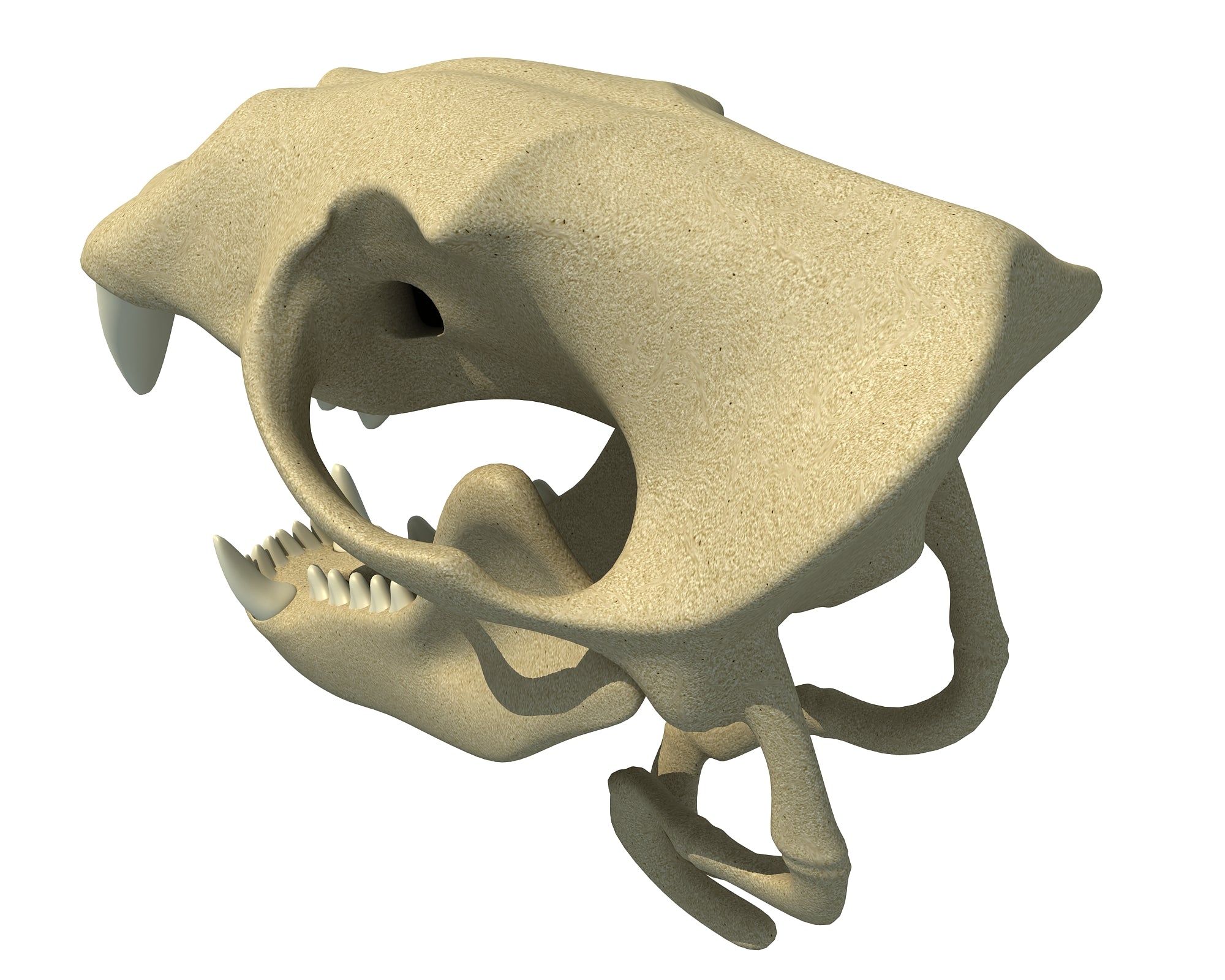 Sea Lion Skull