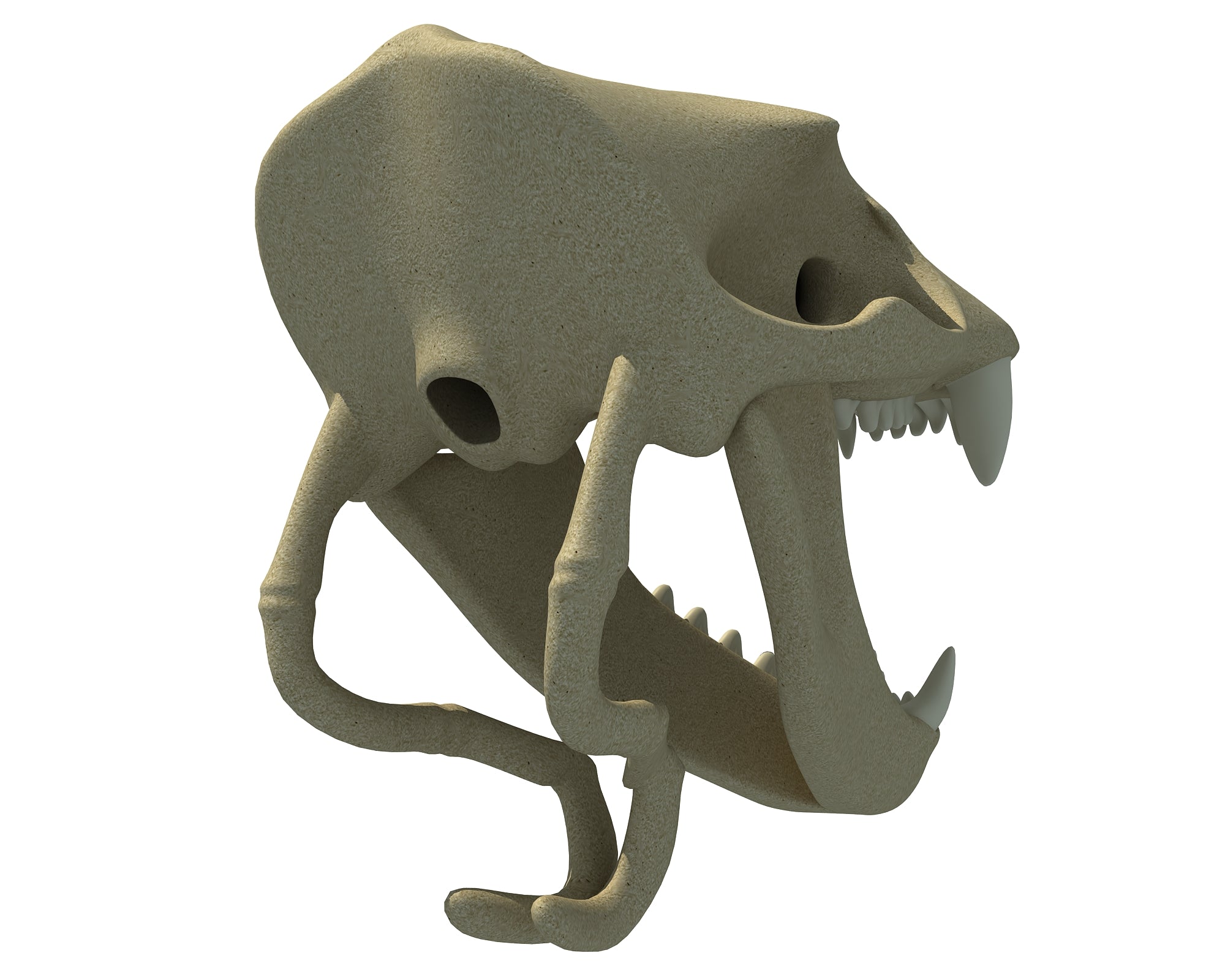 Sea Lion Skull