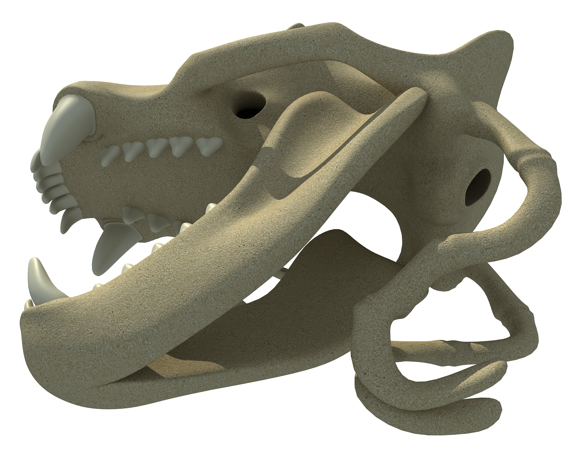 Sea Lion Skull