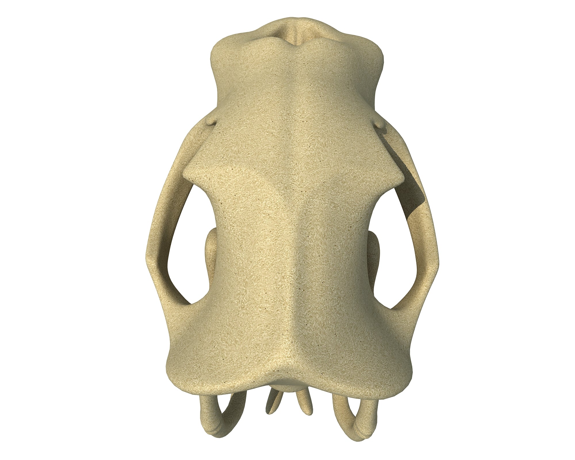 Sea Lion Skull