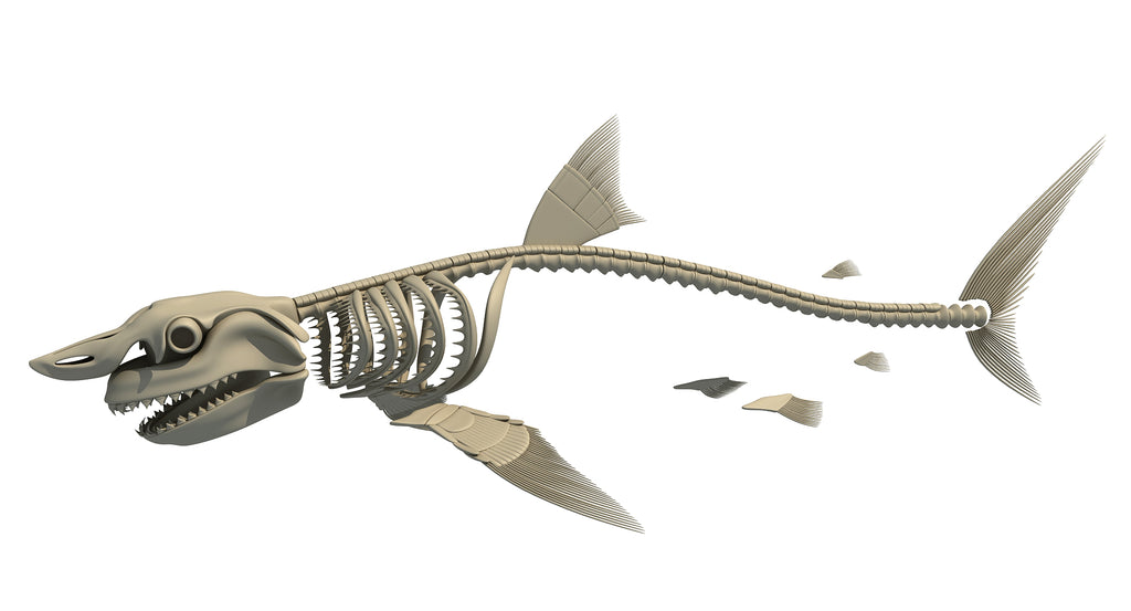 Great White Shark Skeleton