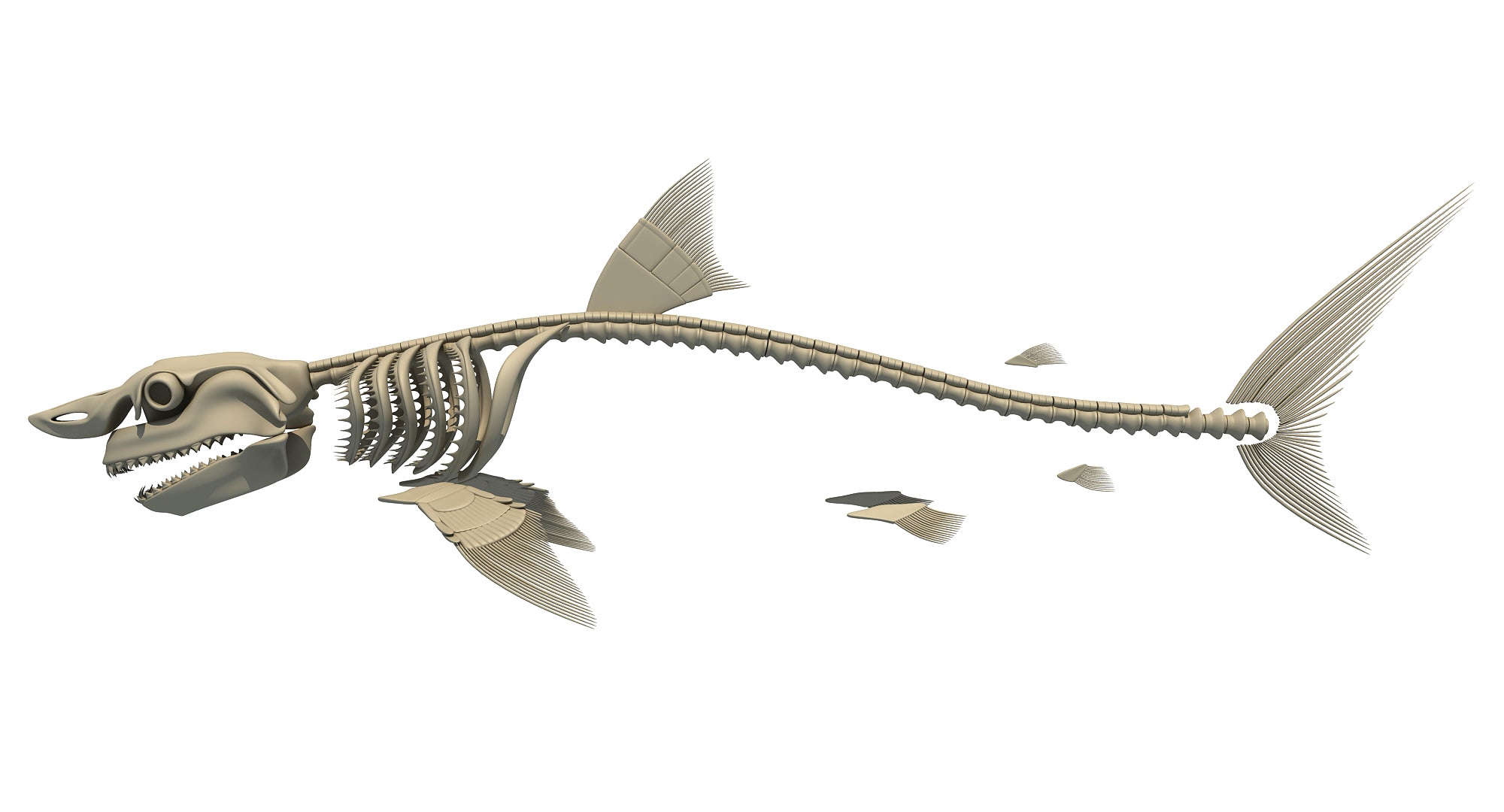 Great White Shark Skeleton