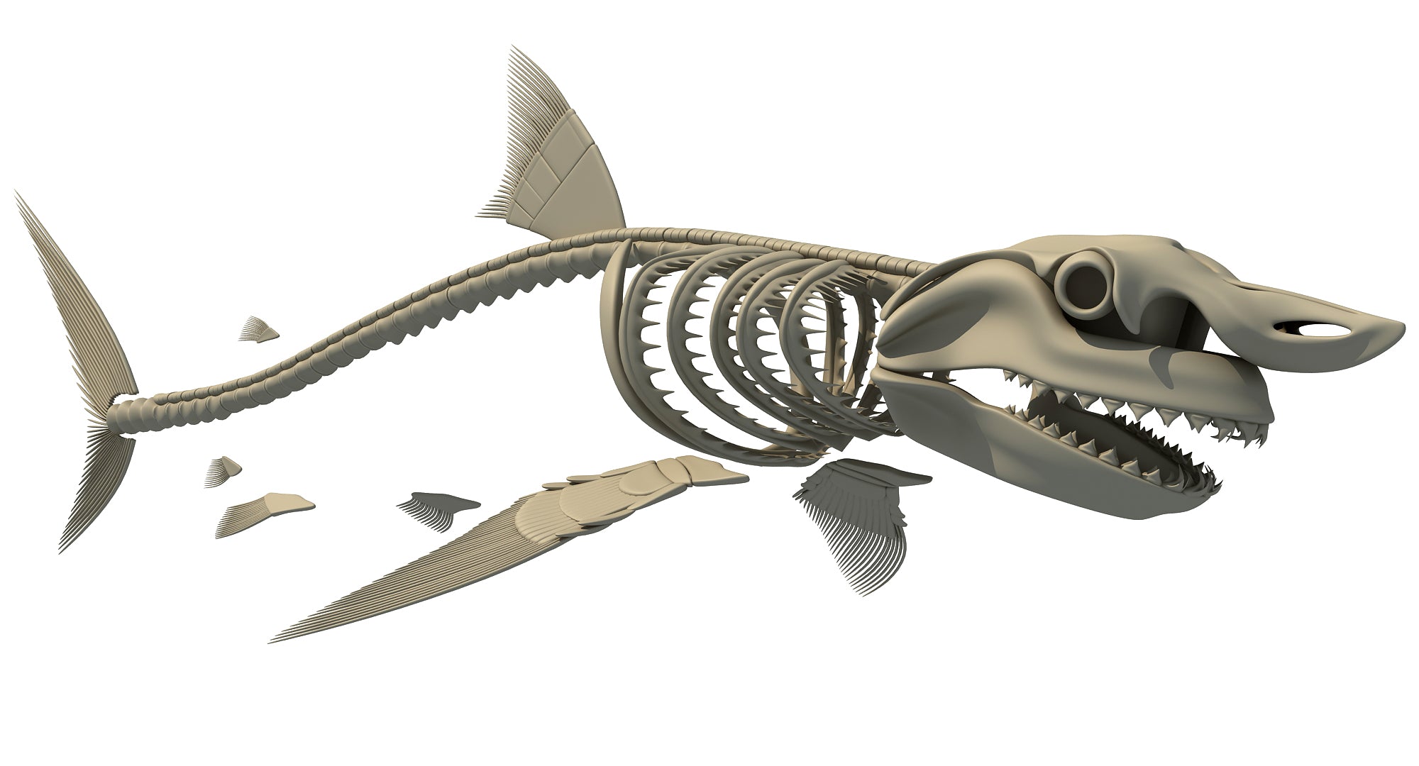 White Shark Skeleton 3D Model
