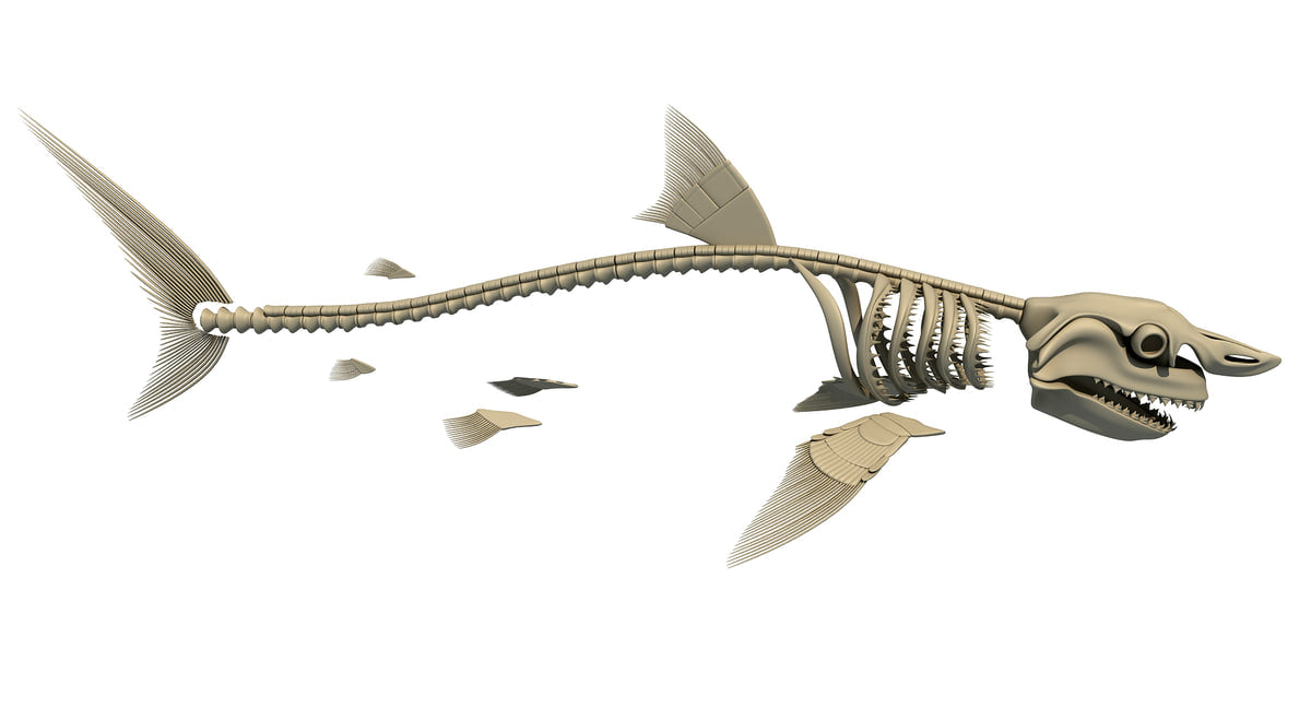 Sharks Skeletons 3D