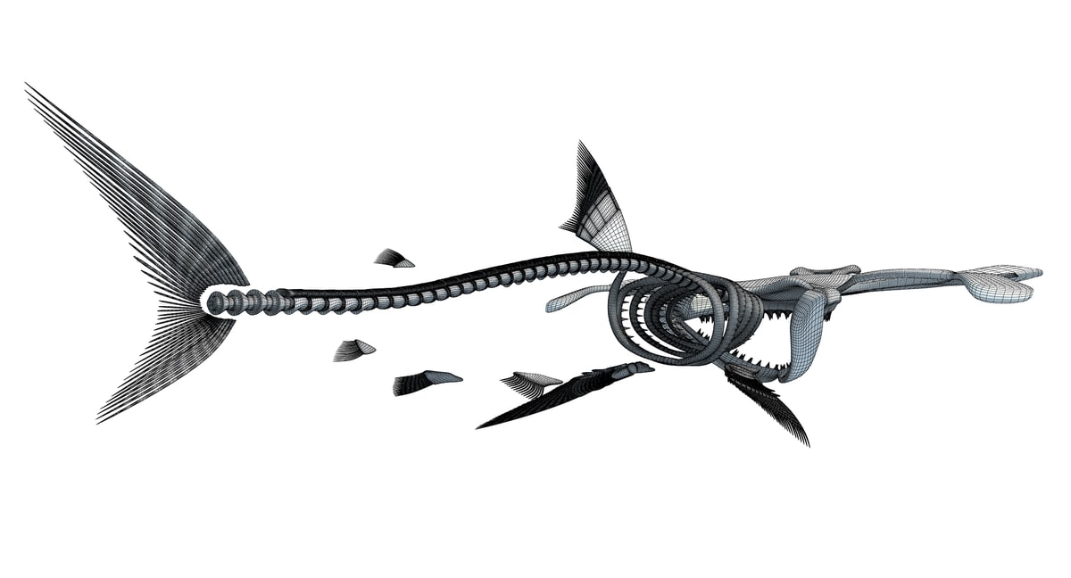 Sharks Skeletons 3D