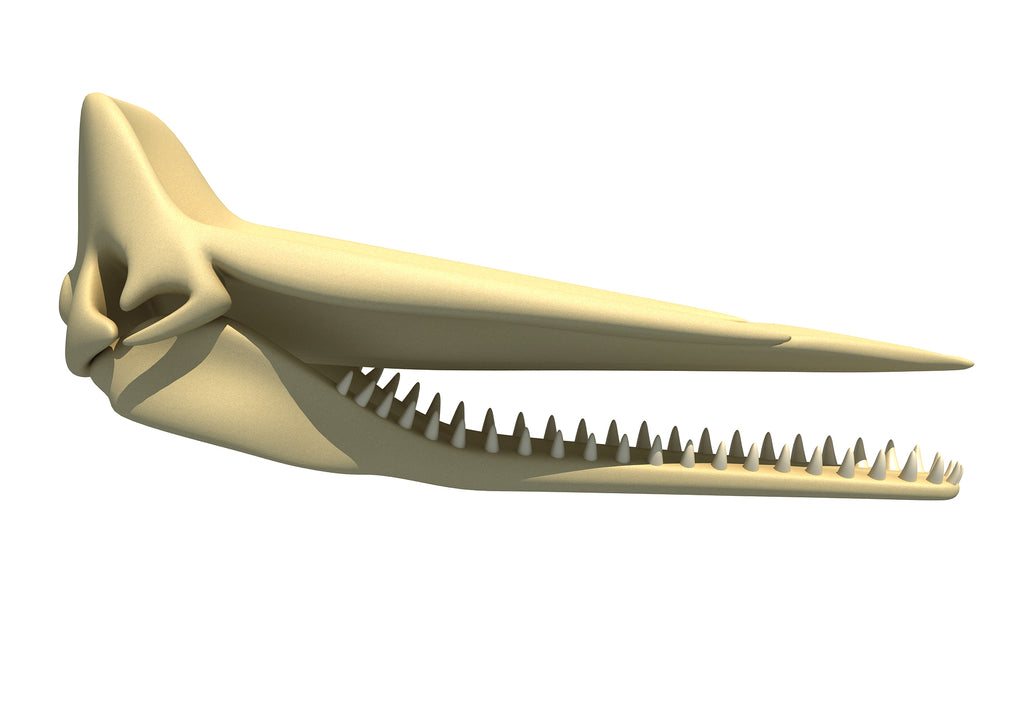 Sperm Whale Skull