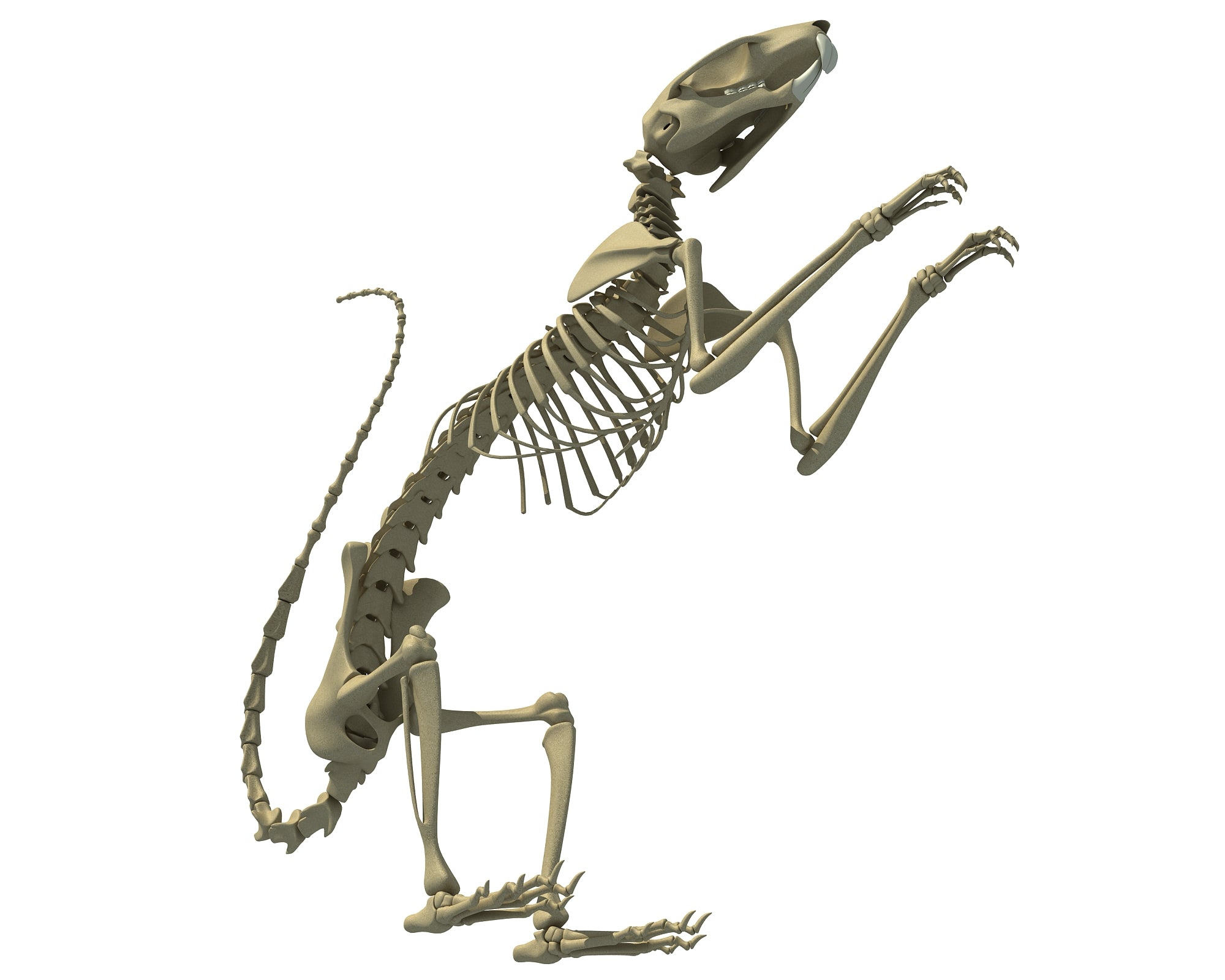 Squirrel Skeleton