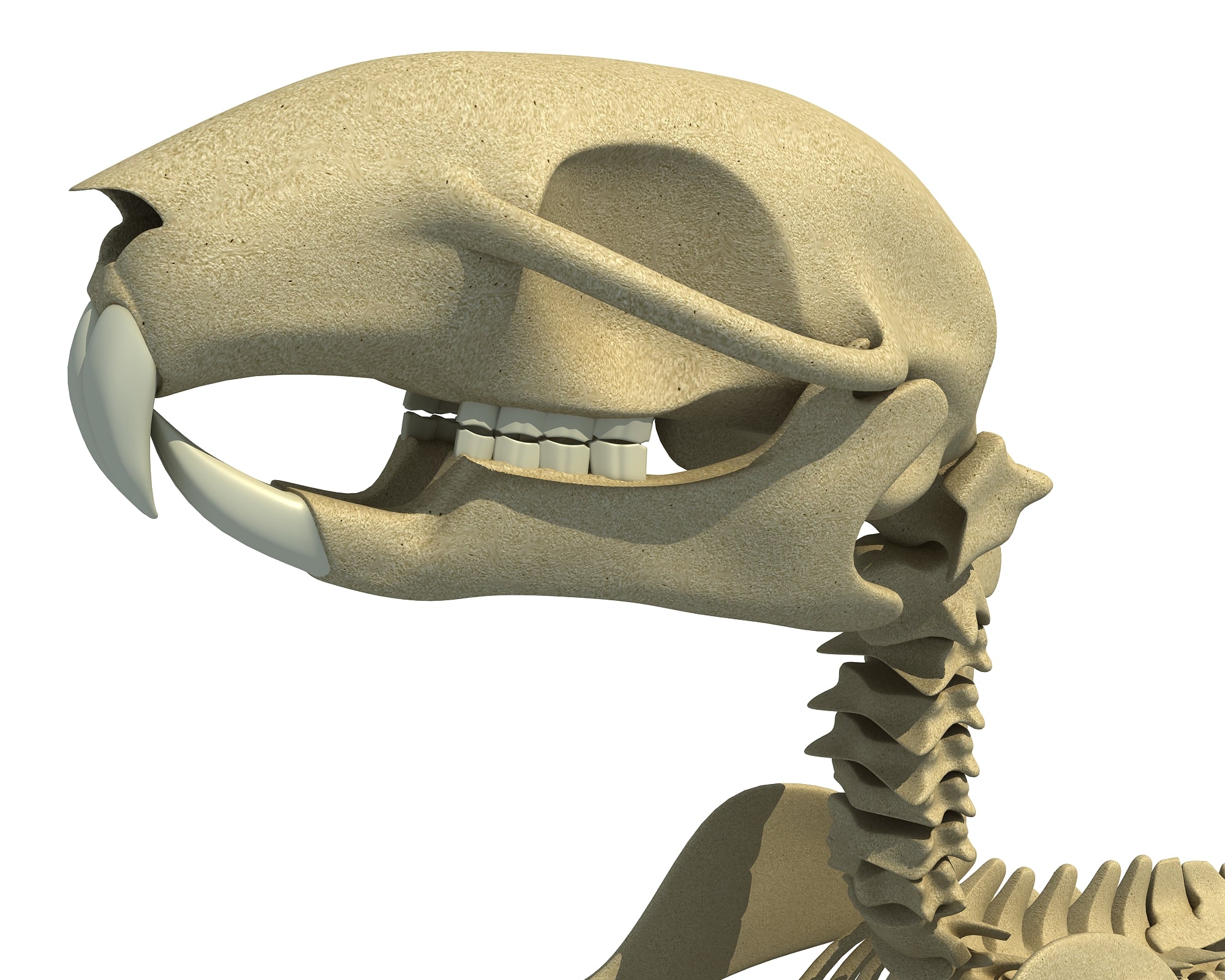 Squirrel Skeleton