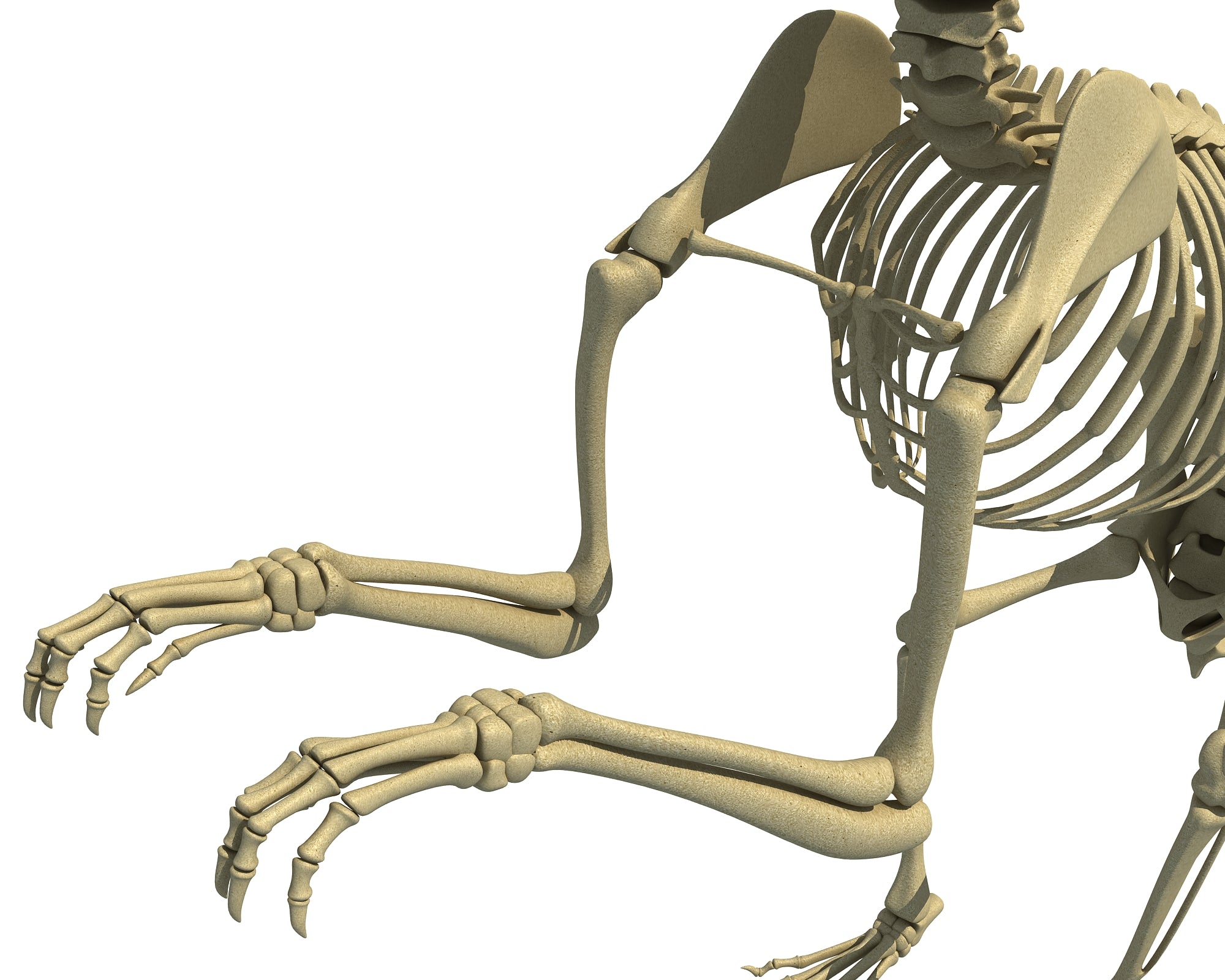 Squirrel Skeleton