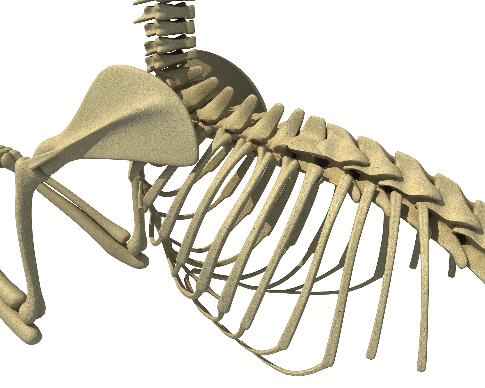 Squirrel Skeleton