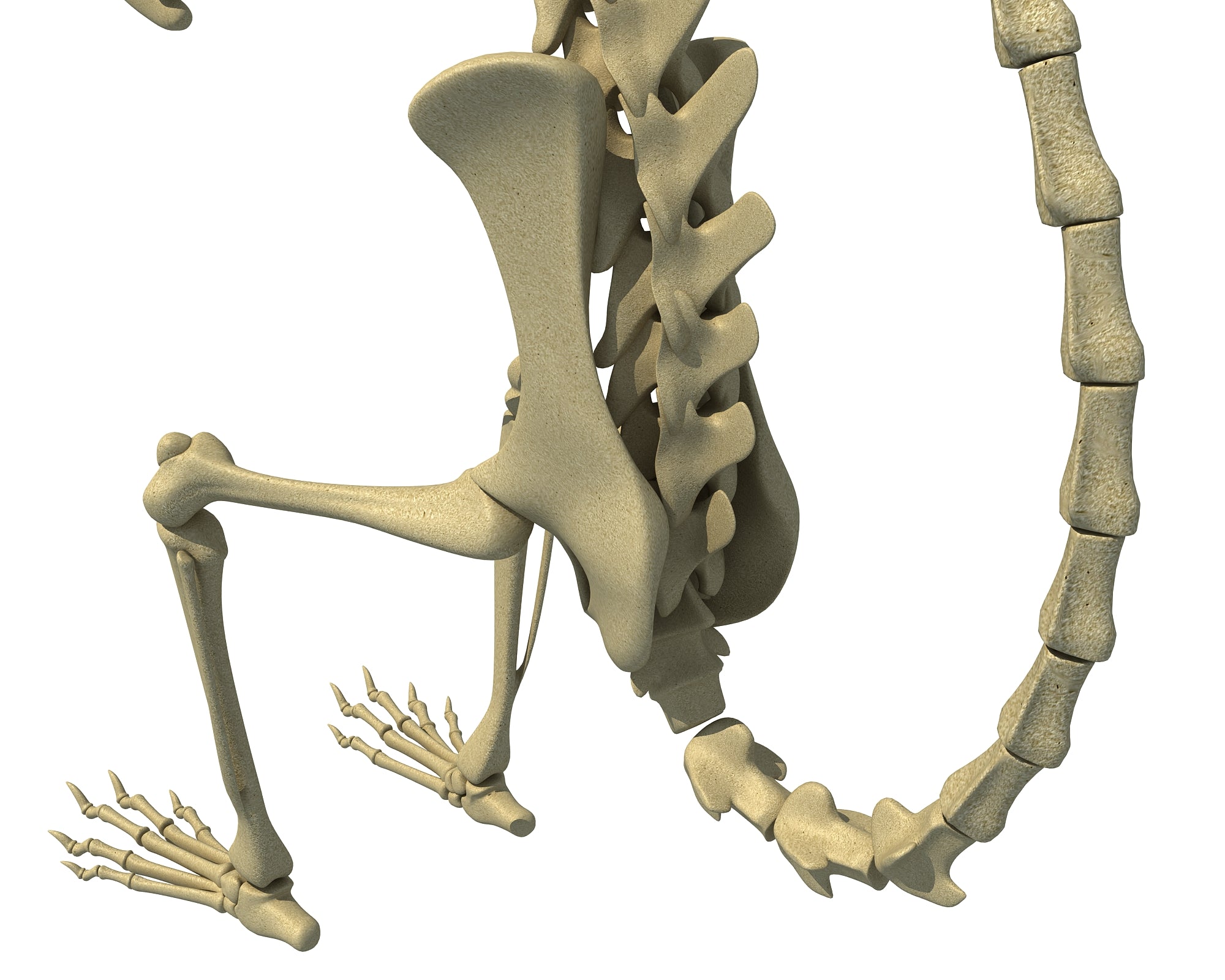 Squirrel Skeleton