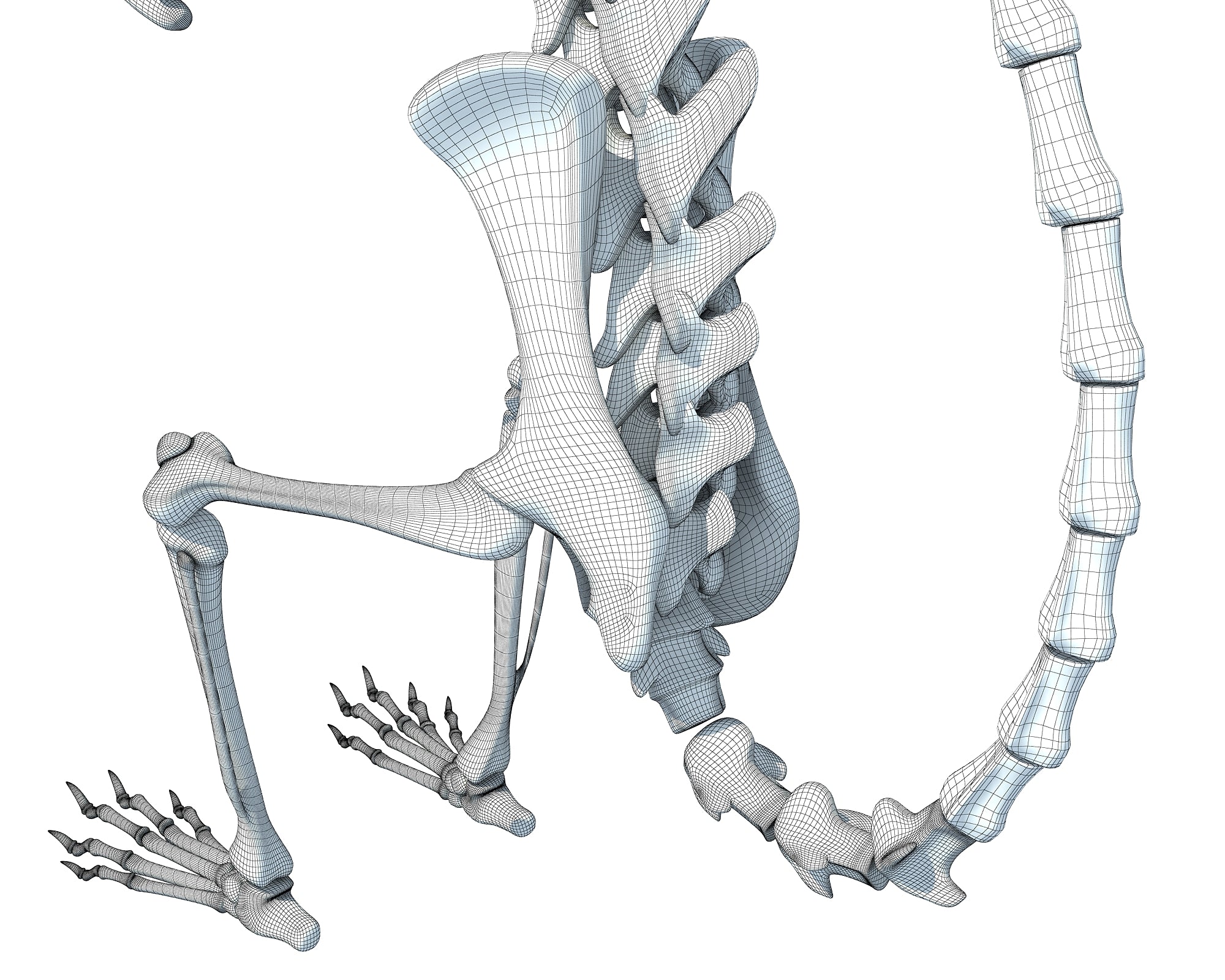 Squirrel Skeleton 3D Model