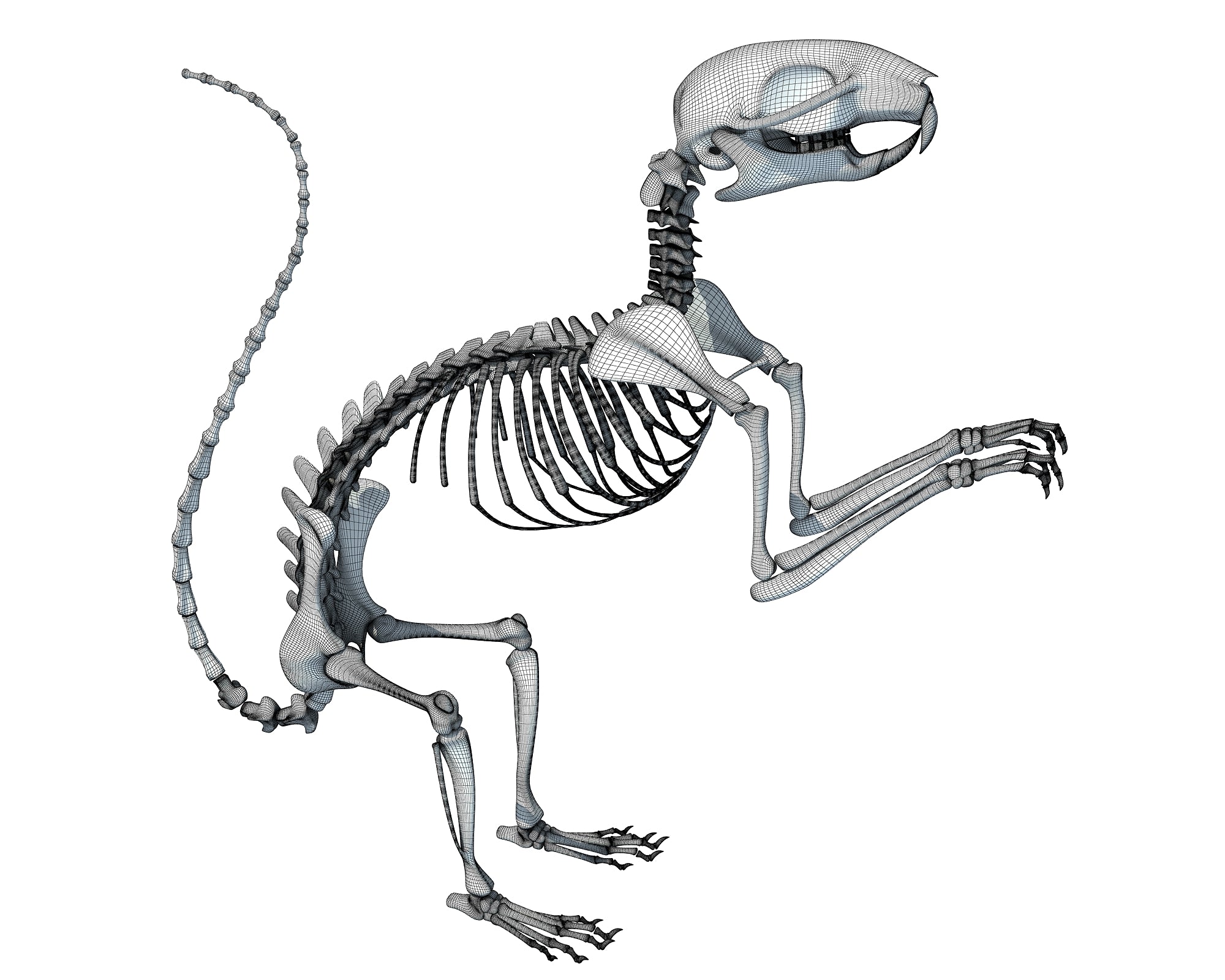 Squirrel Skeleton 3D Model