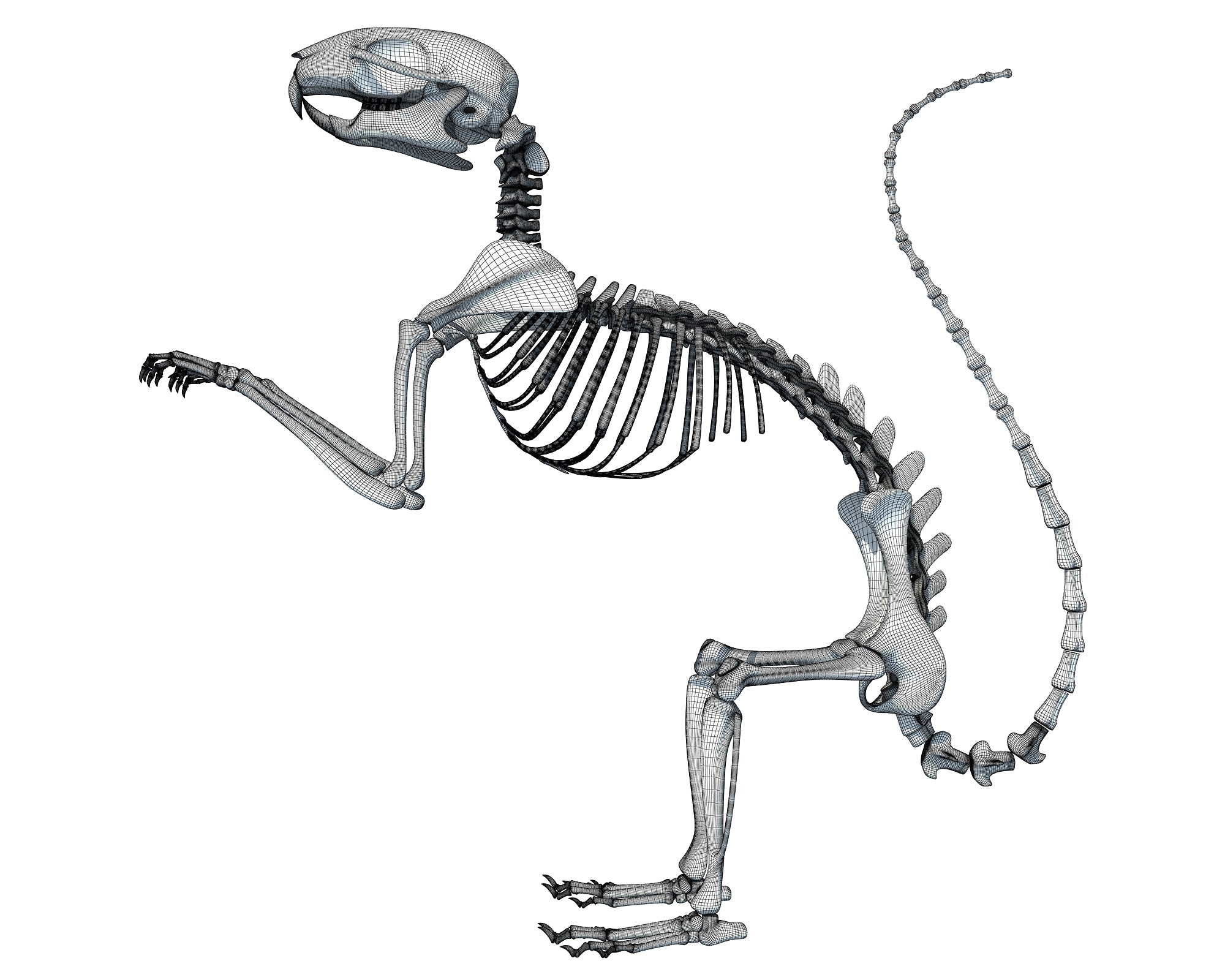 Squirrel Skeleton 3D Model