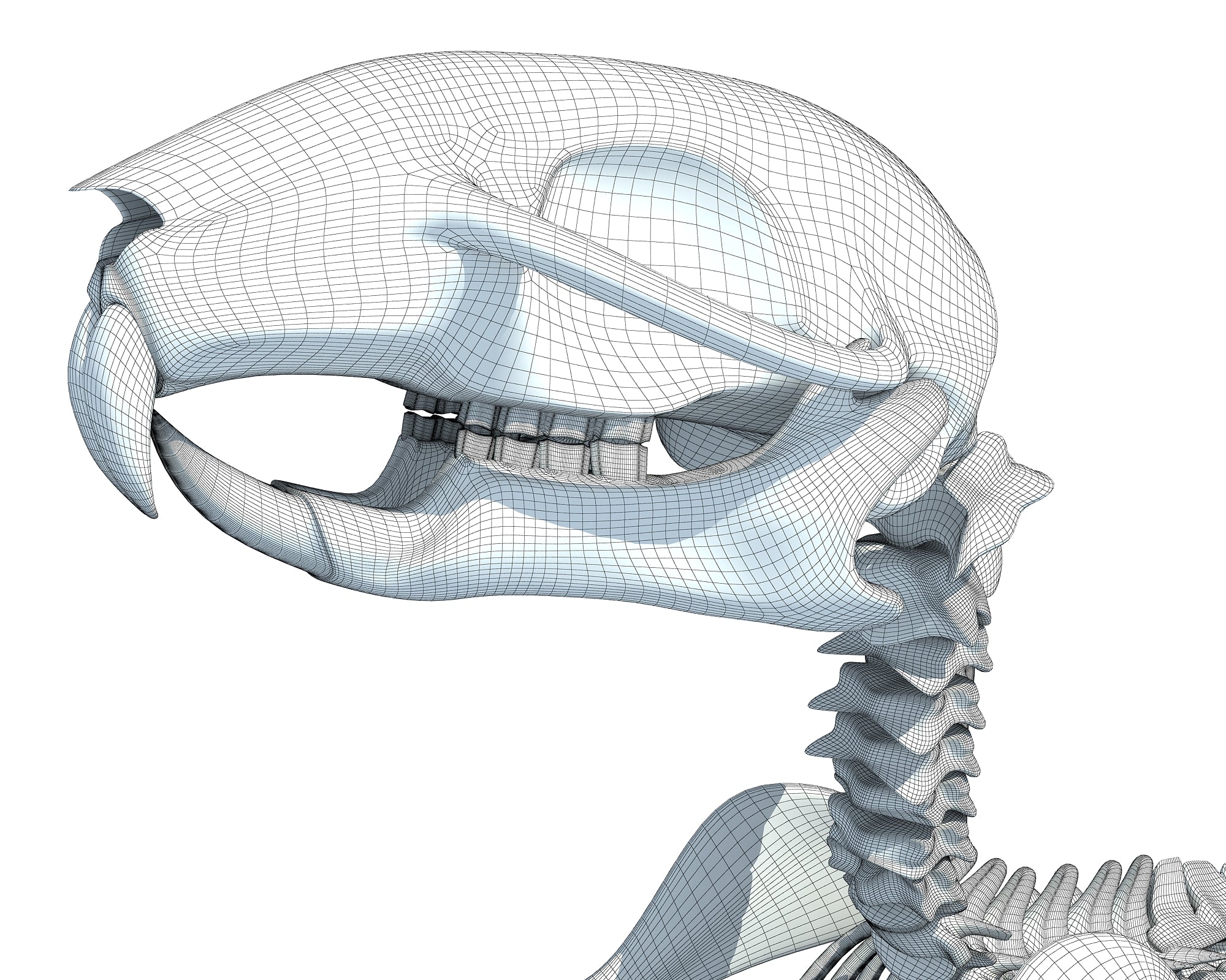 Squirrel Skeleton 3D Model