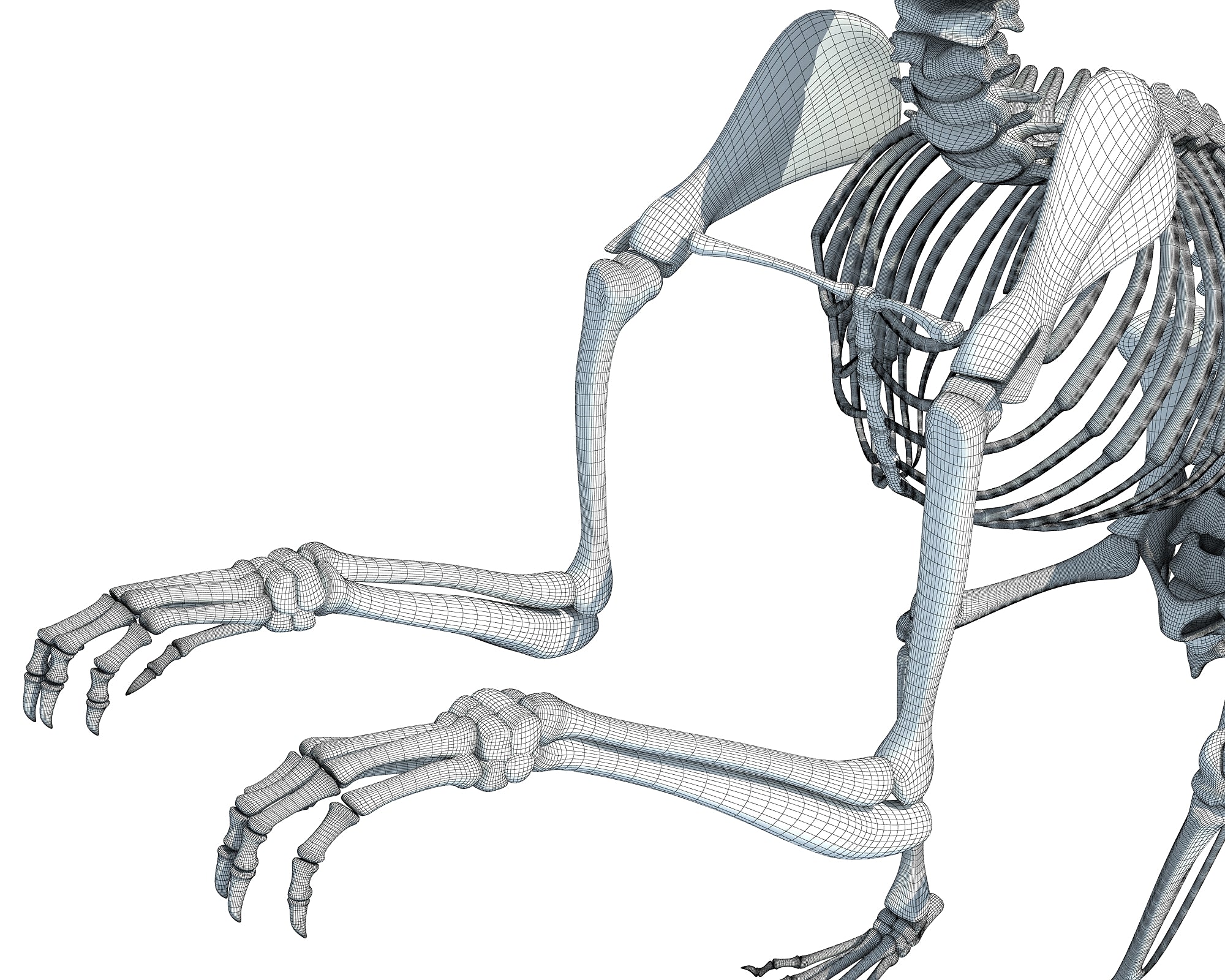 Squirrel Skeleton 3D Model