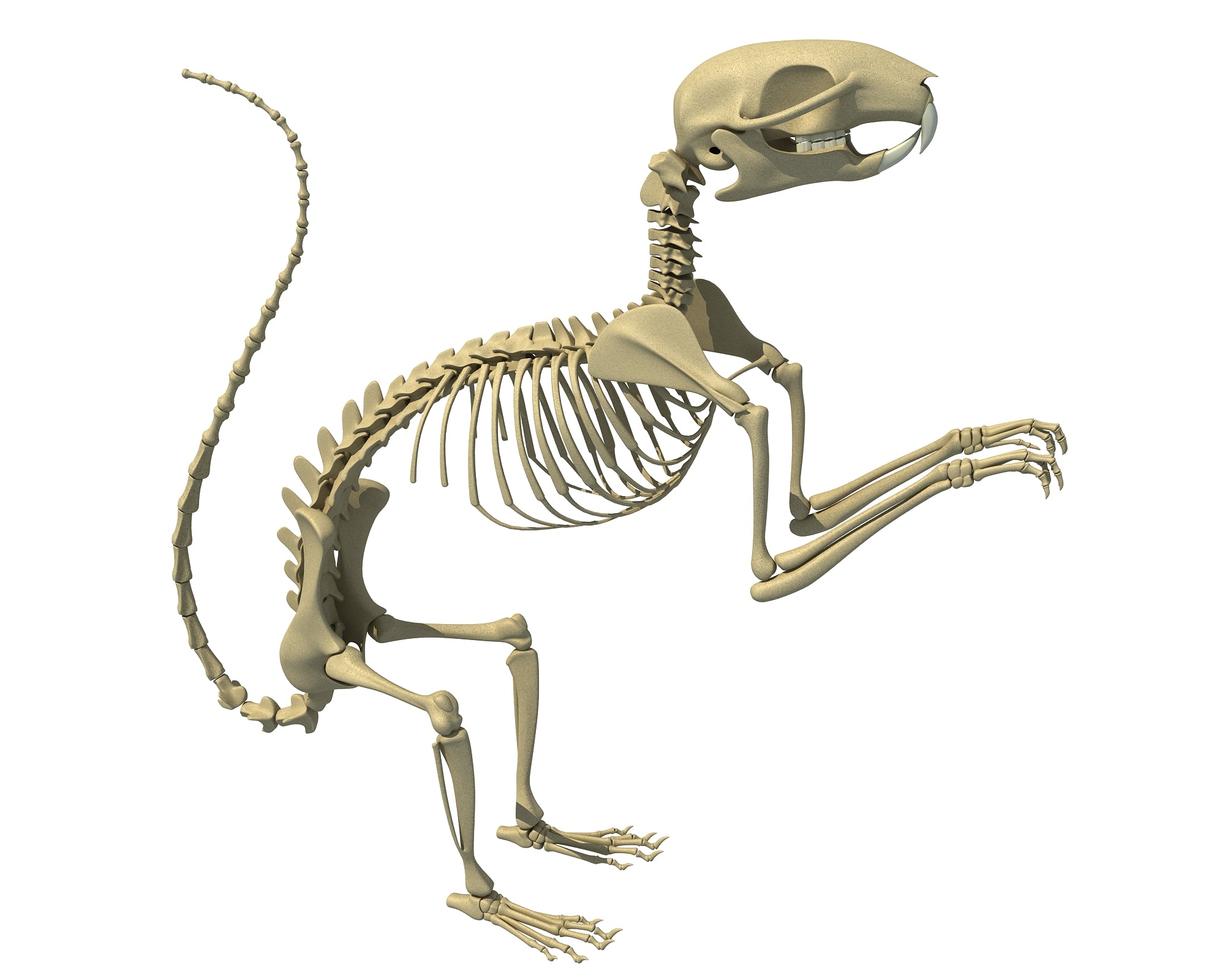 Squirrel Skeleton