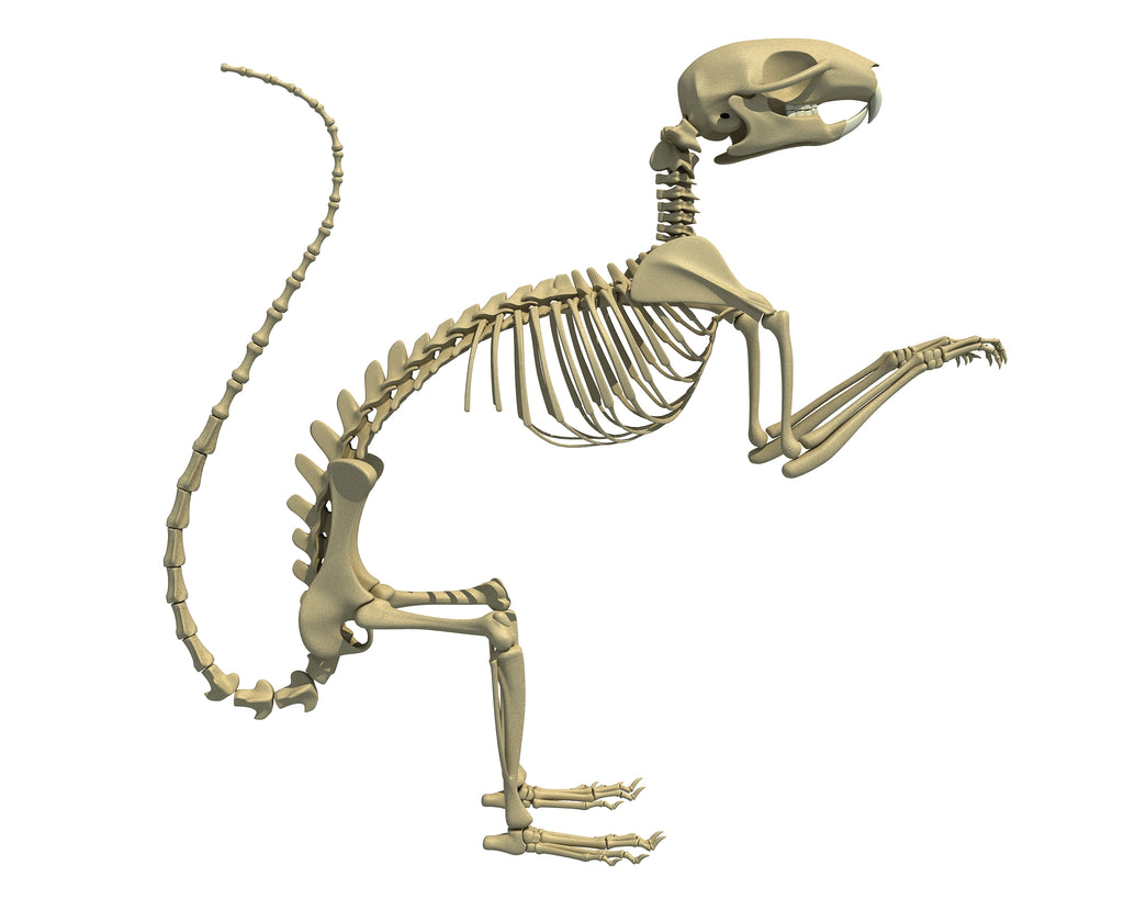 Squirrel Skeleton 3D Model
