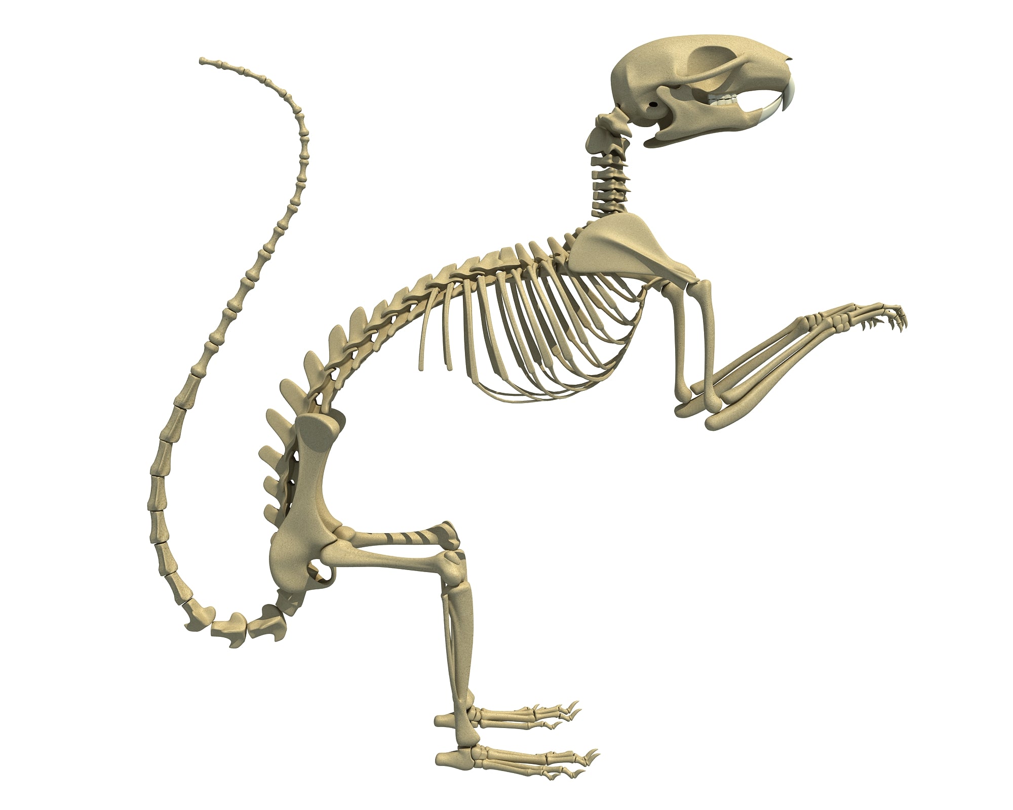 Squirrel Skeleton