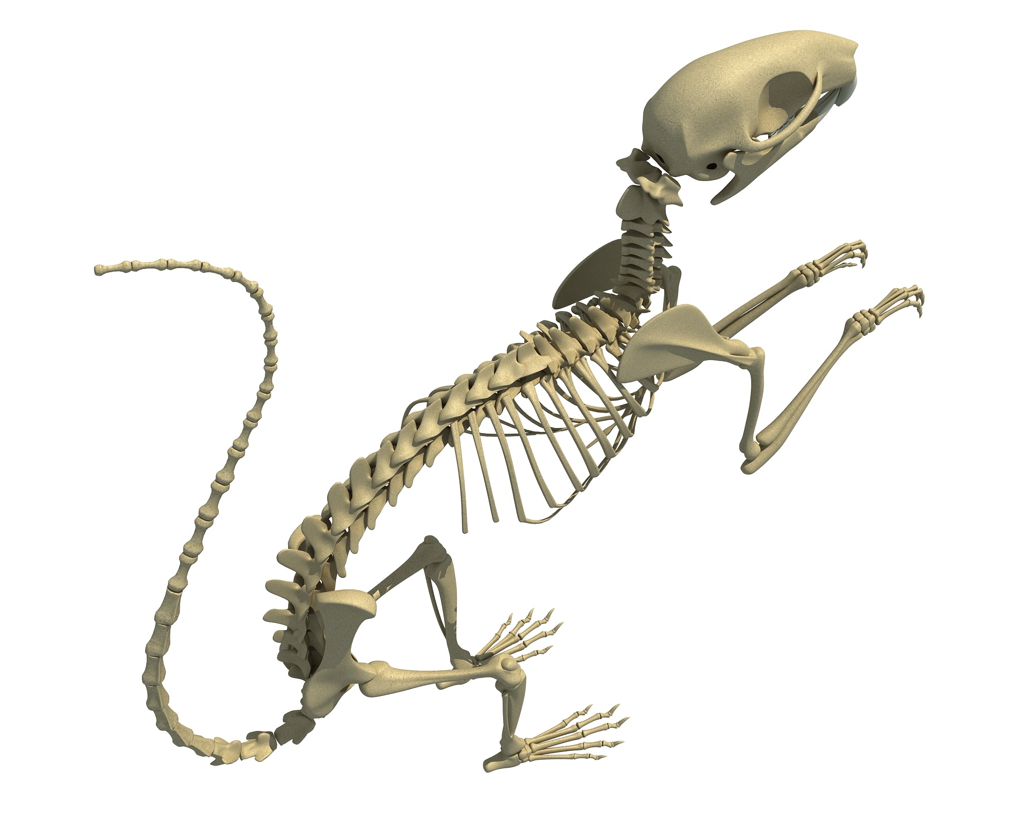 Squirrel Skeleton