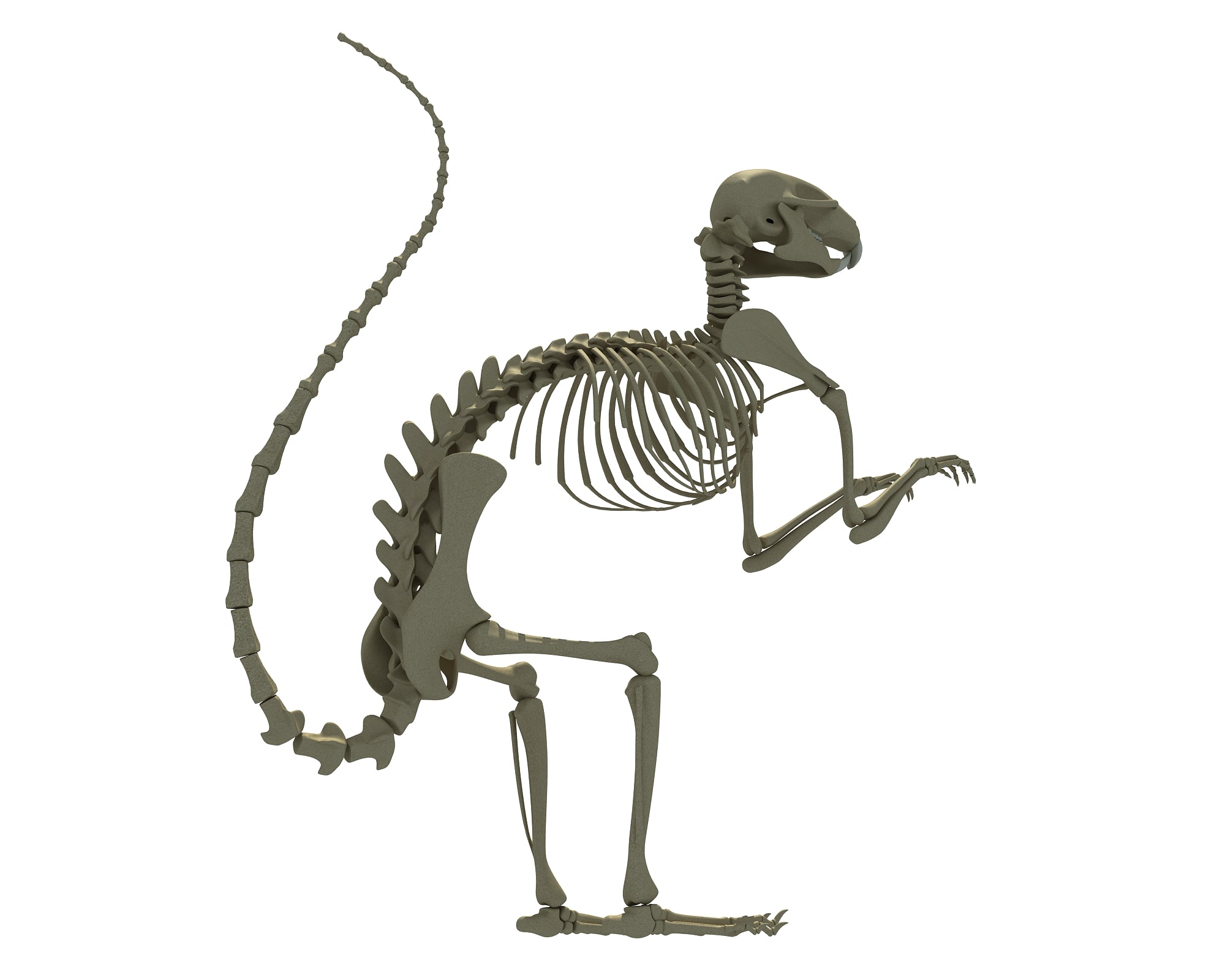 Squirrel Skeleton