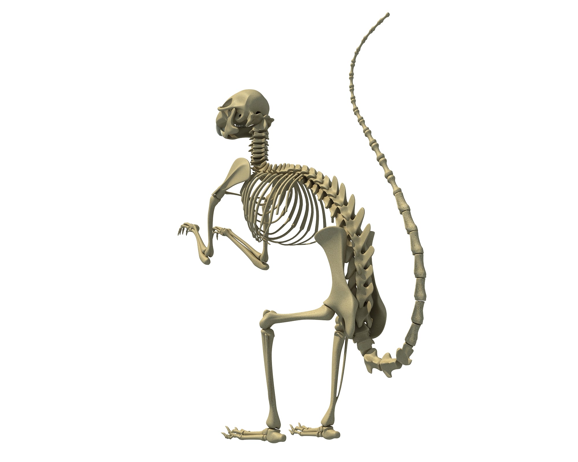 Squirrel Skeleton
