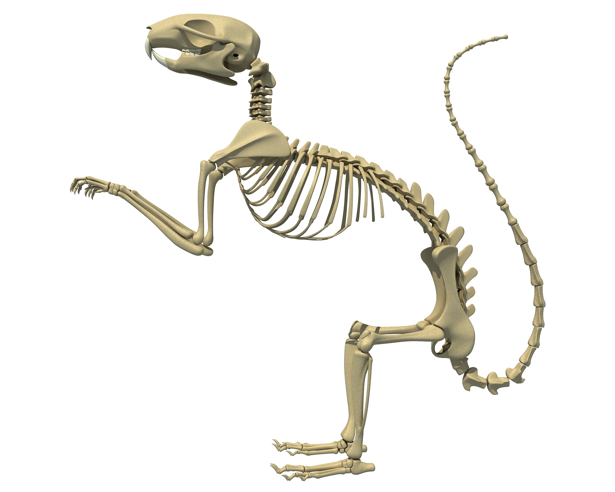 Squirrel Skeleton