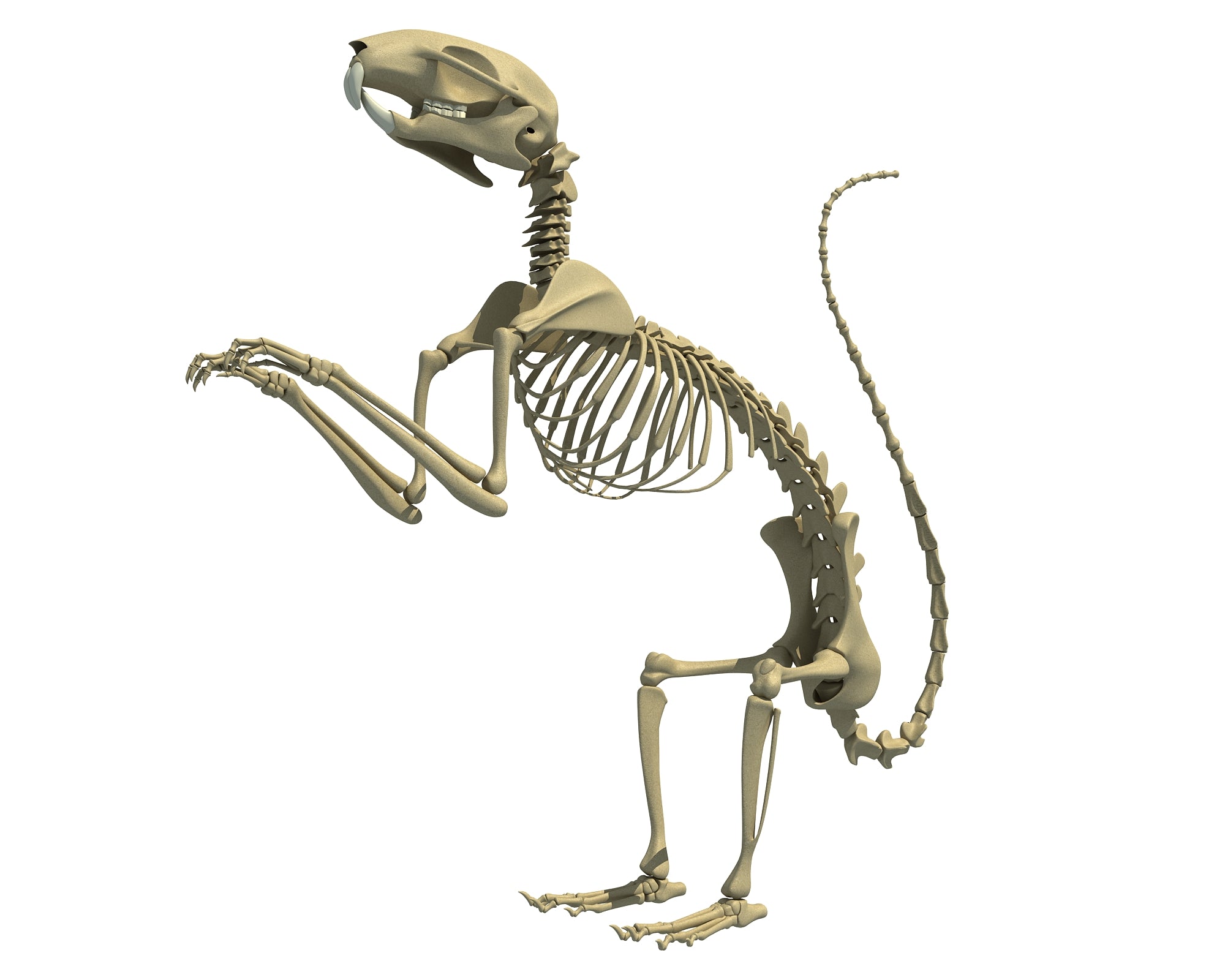 Squirrel Skeleton