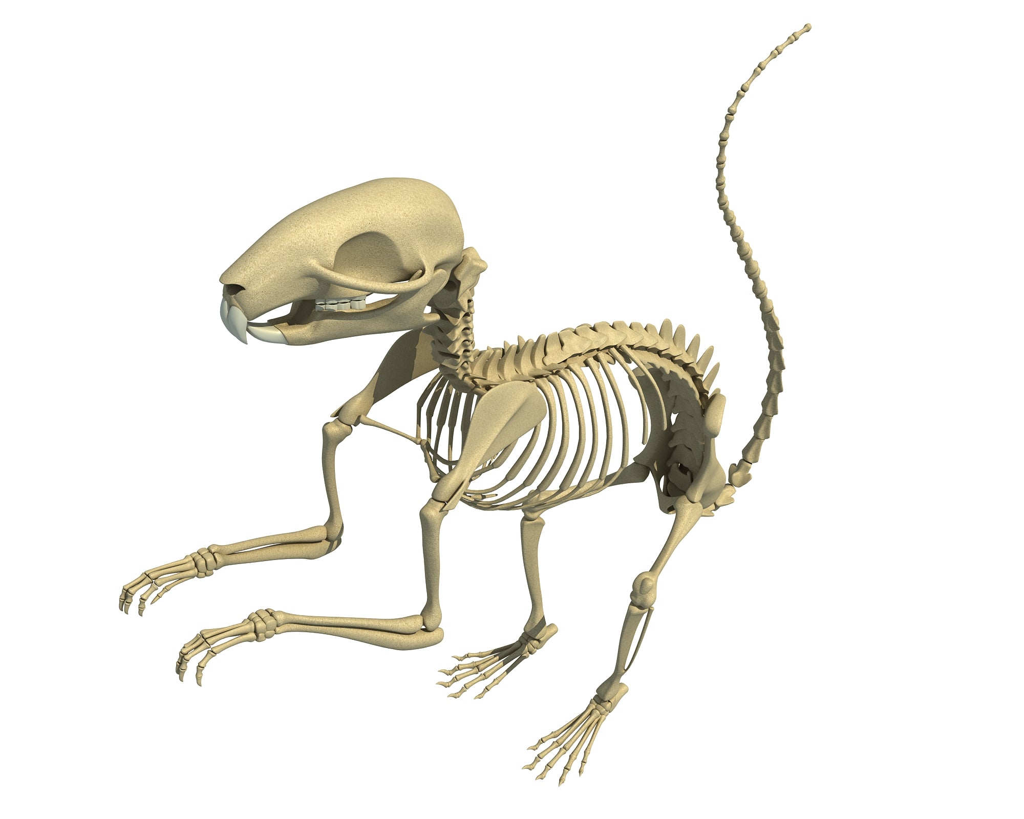 Squirrel Skeleton