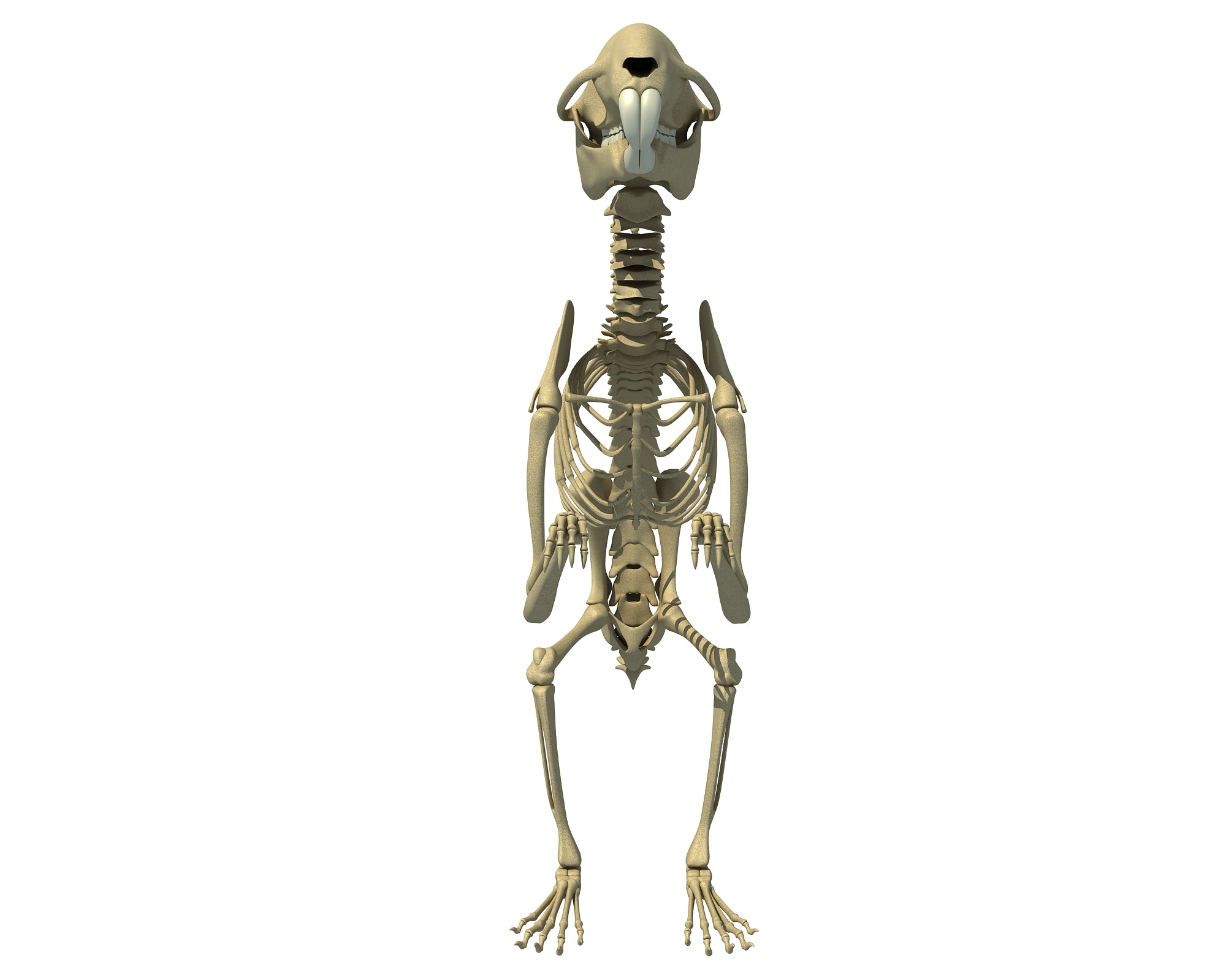 Squirrel Skeleton