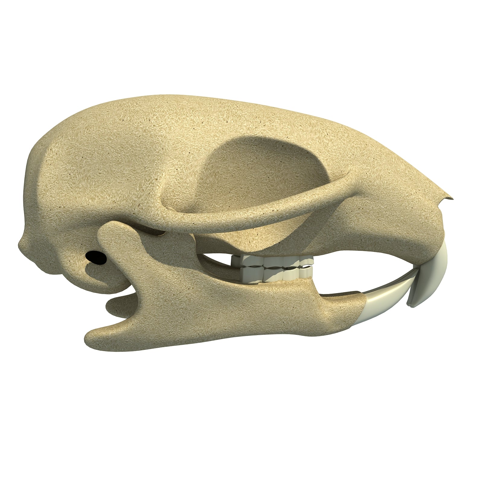 Squirrel Skull