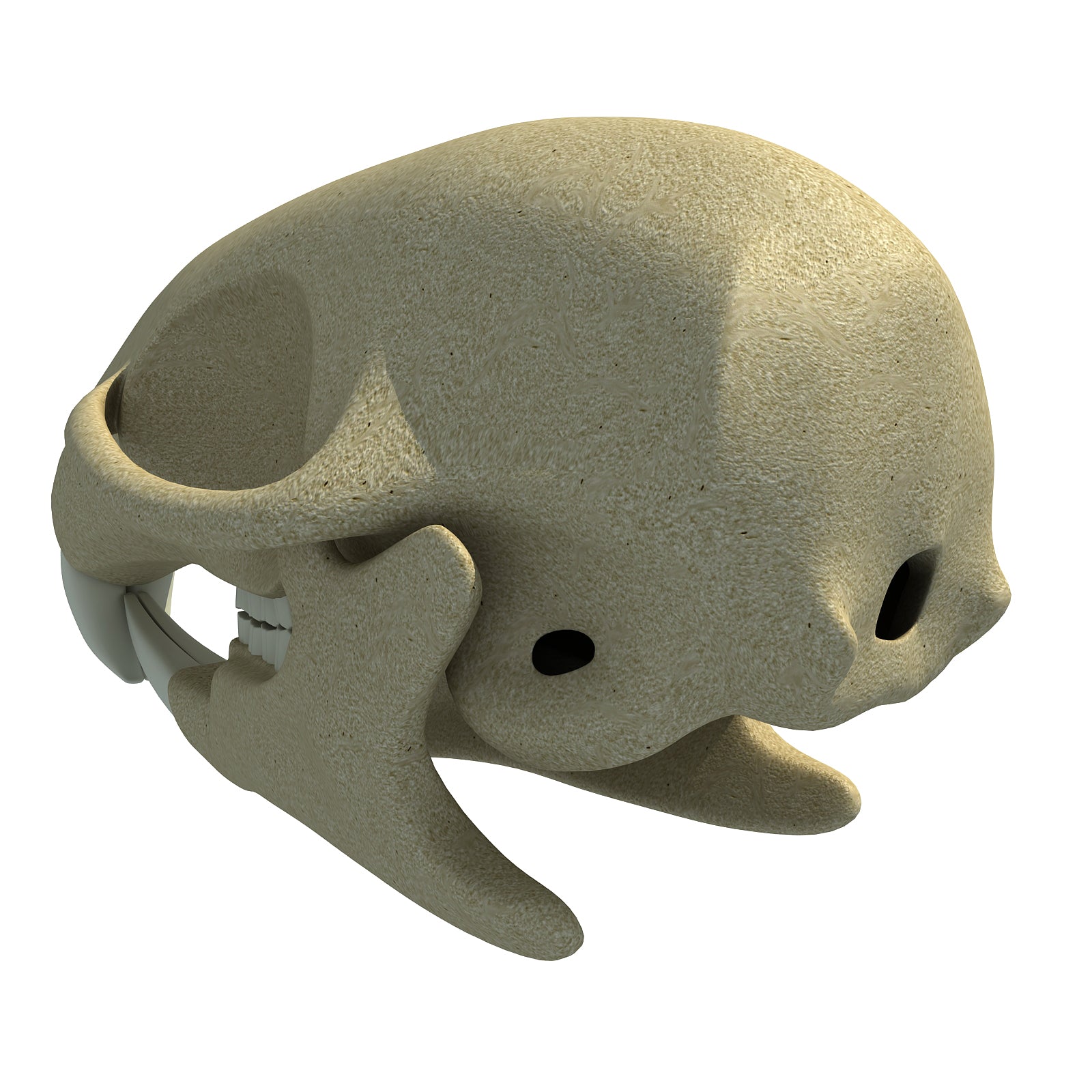 Squirrel Skull
