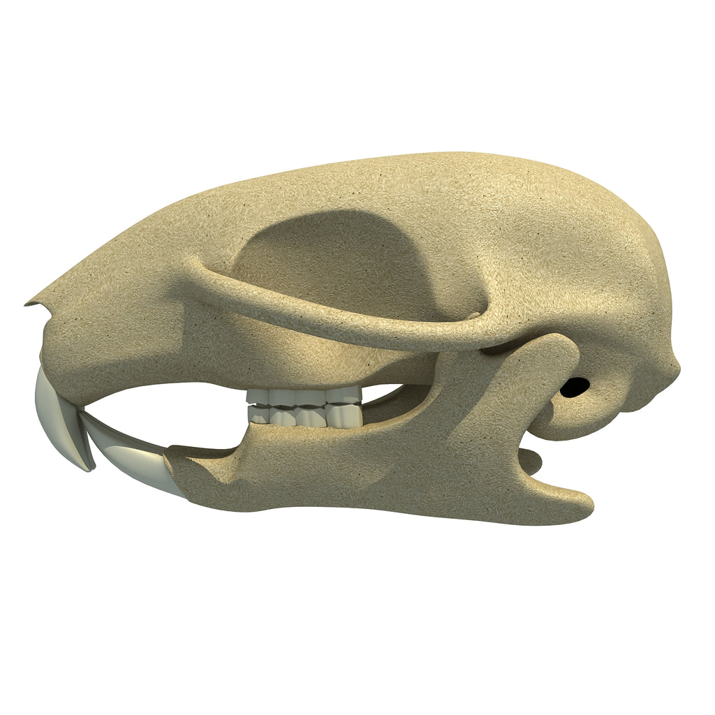 Squirrel Skull