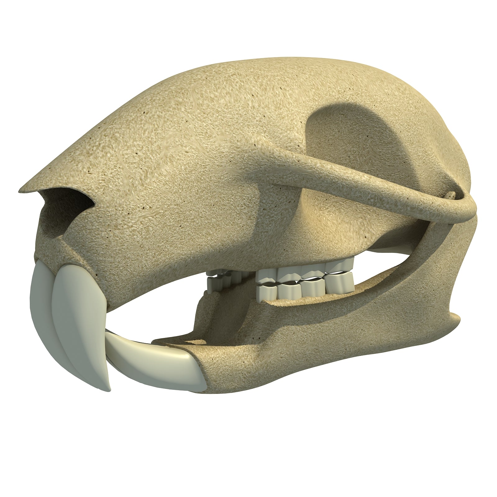 Squirrel Skull
