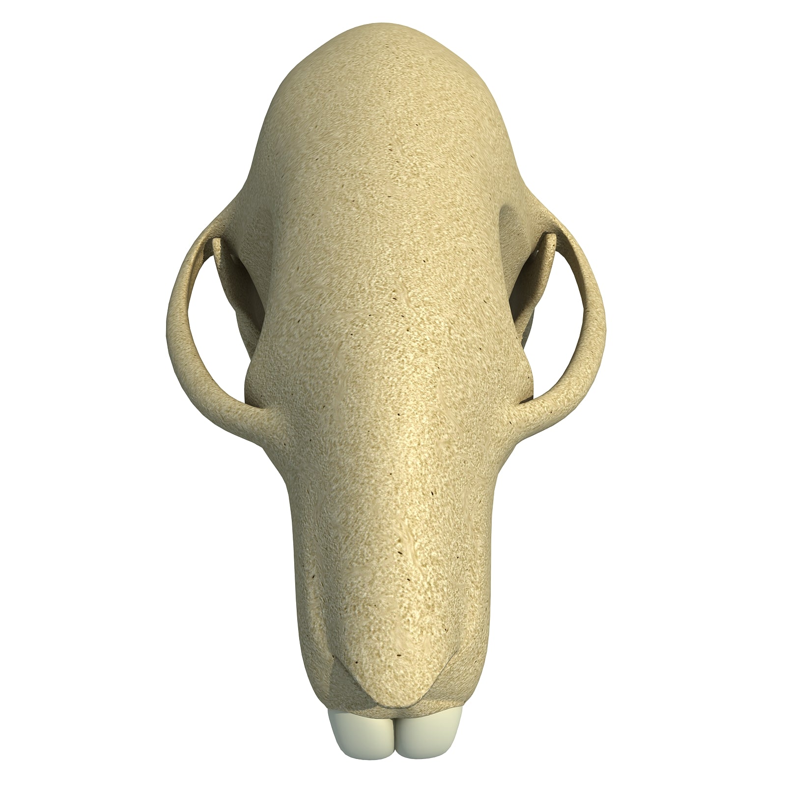Squirrel Skull
