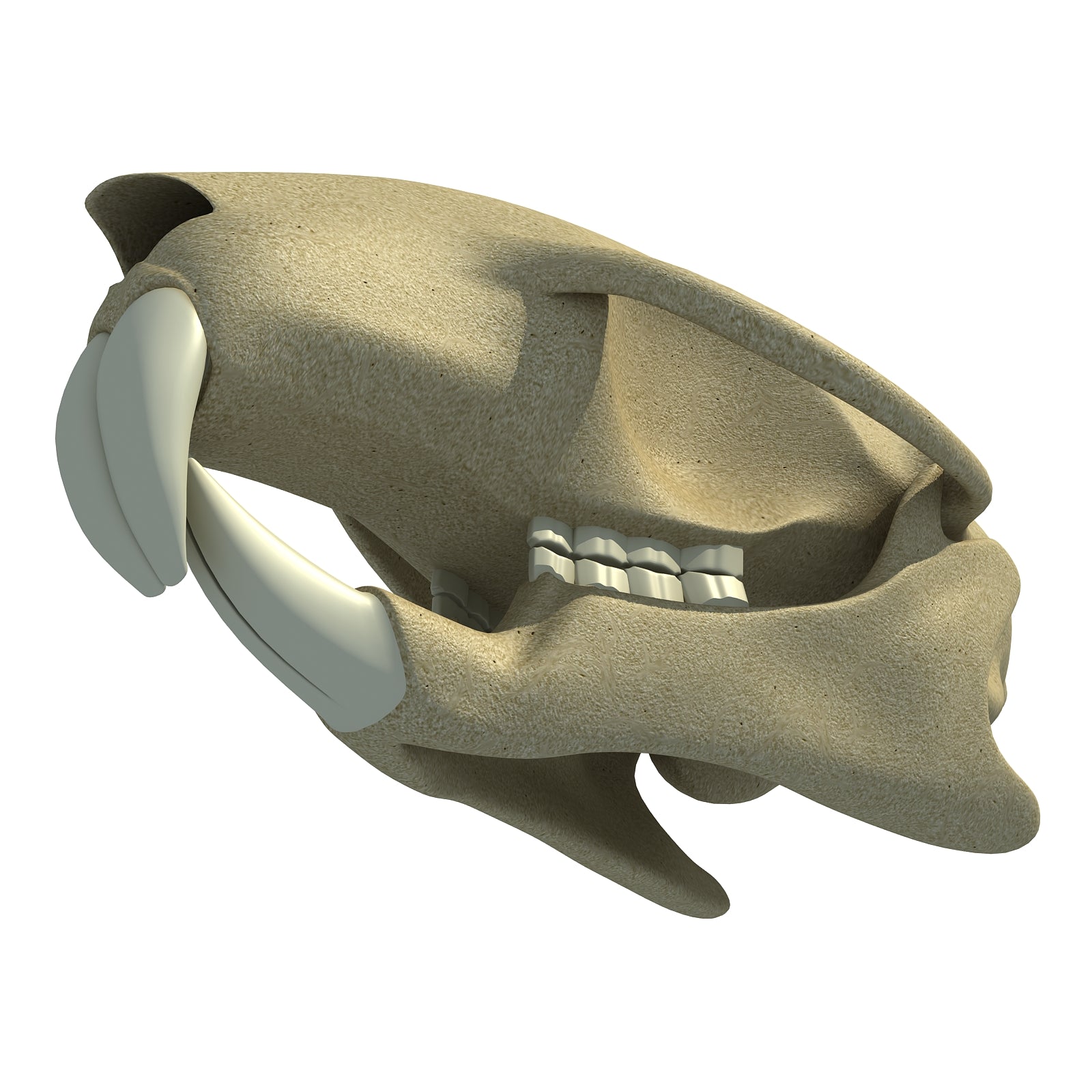 Squirrel Skull