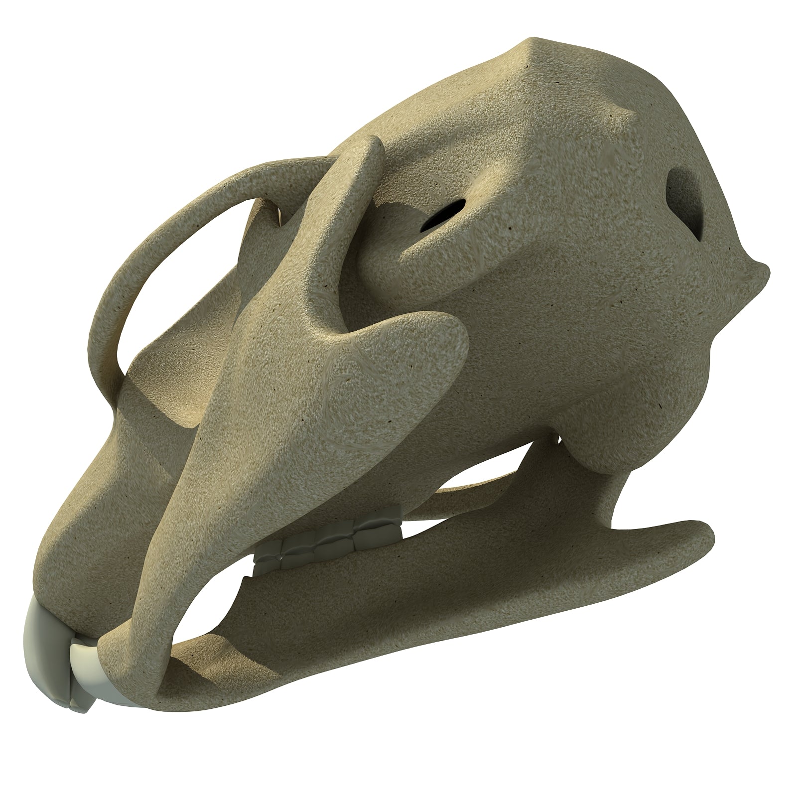 Squirrel Skull