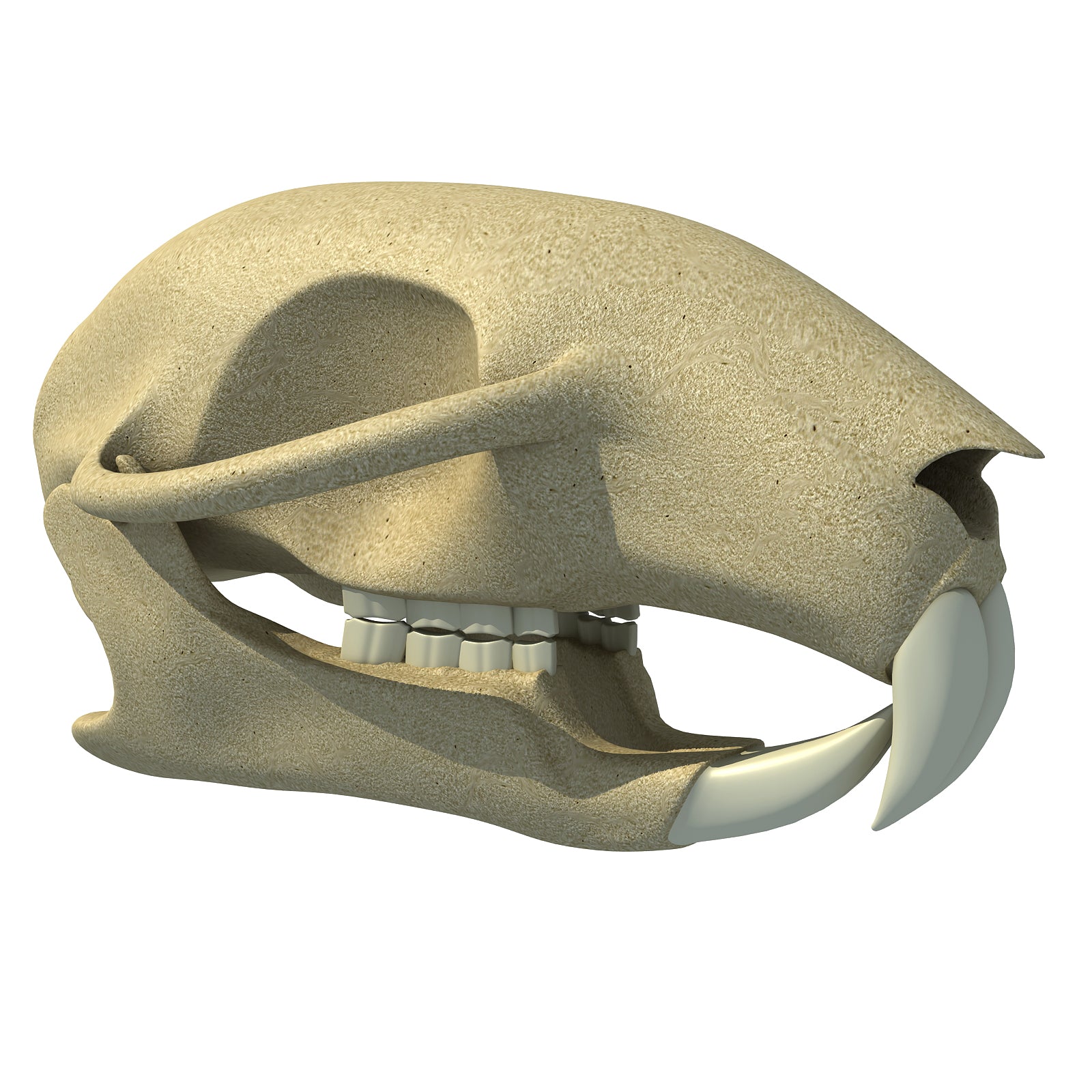 Squirrel Skull