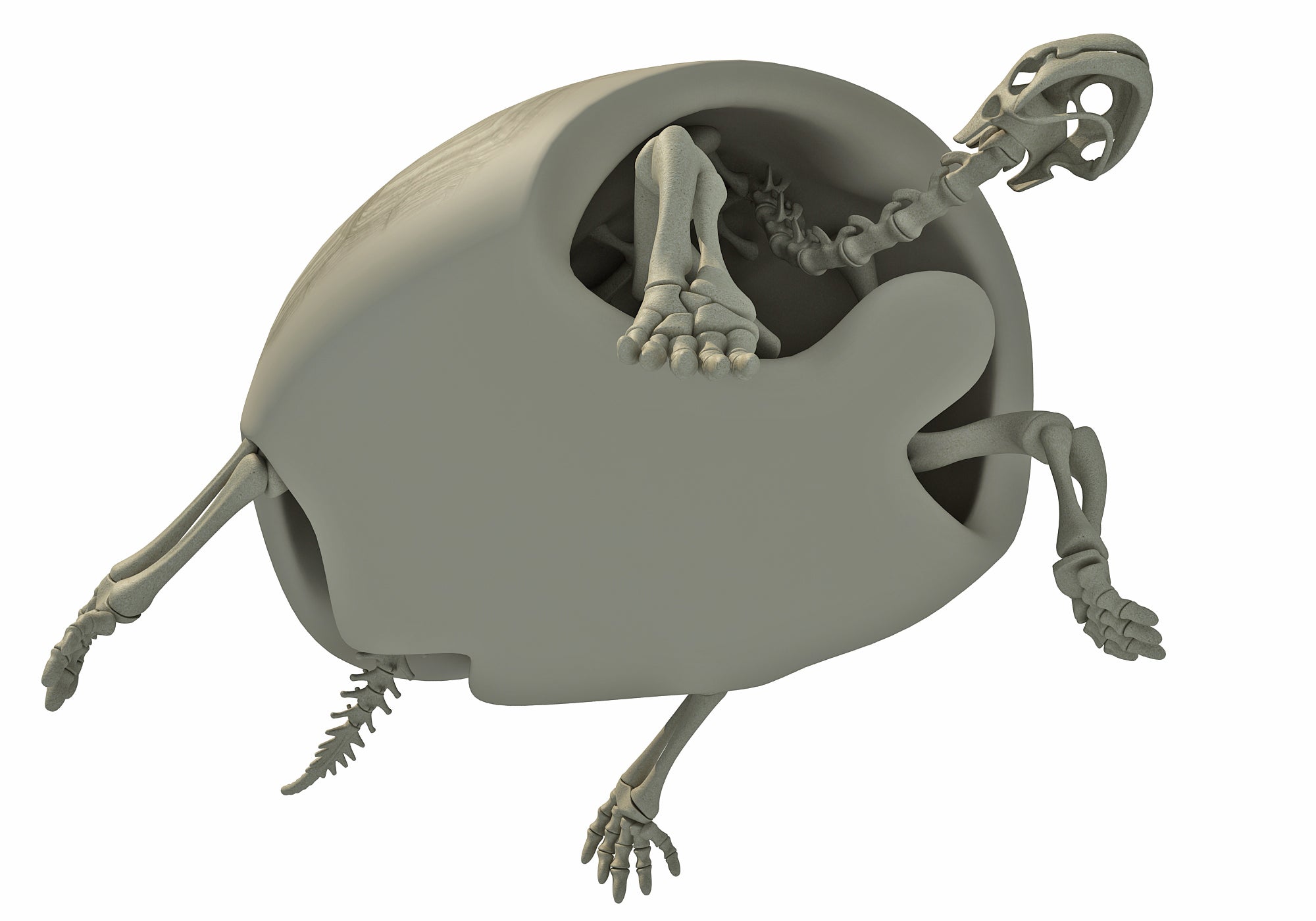 Tortoise Skeleton