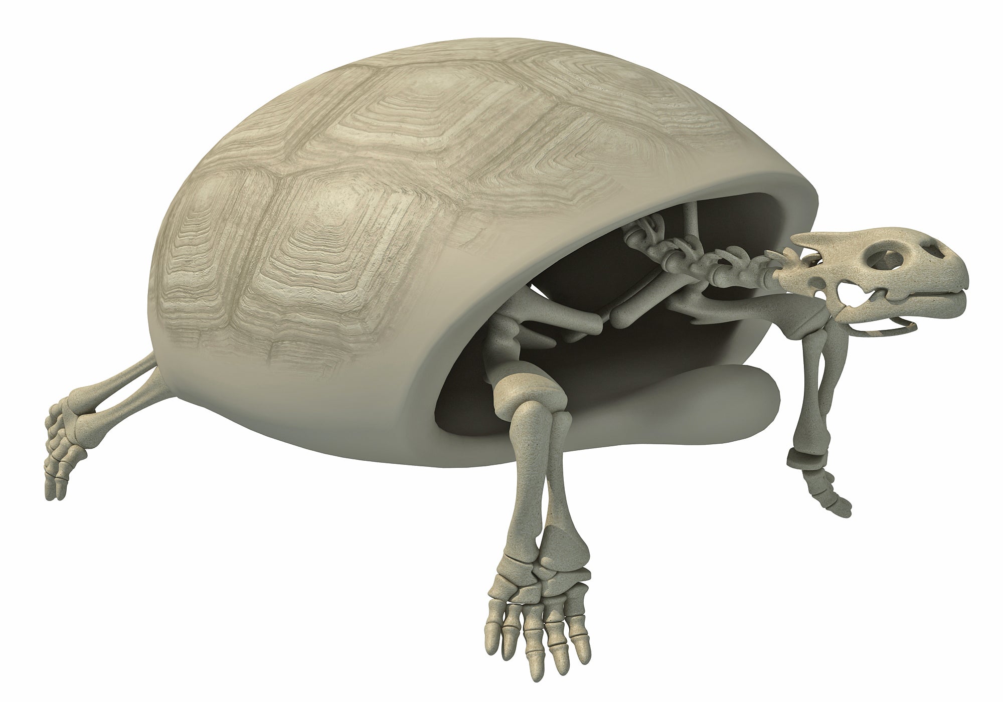 Tortoise Skeleton